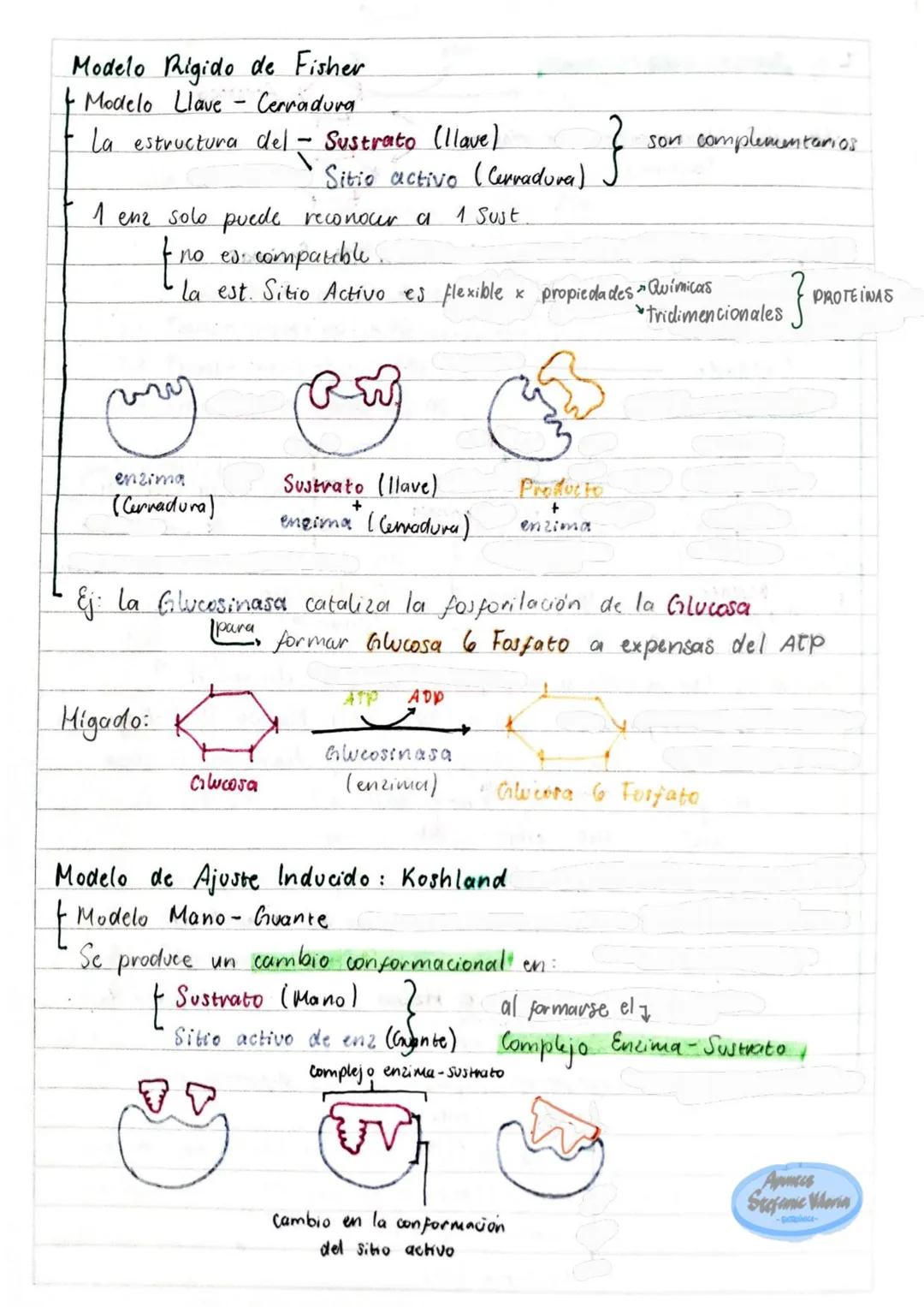 # Tema 1: Bioquímica
# Enzimas
ANTINFLAMATORIOS:
Generalidades / Notas:
- Bromelina (enz piña) degradan las proteínas
- Papaína (enz. le