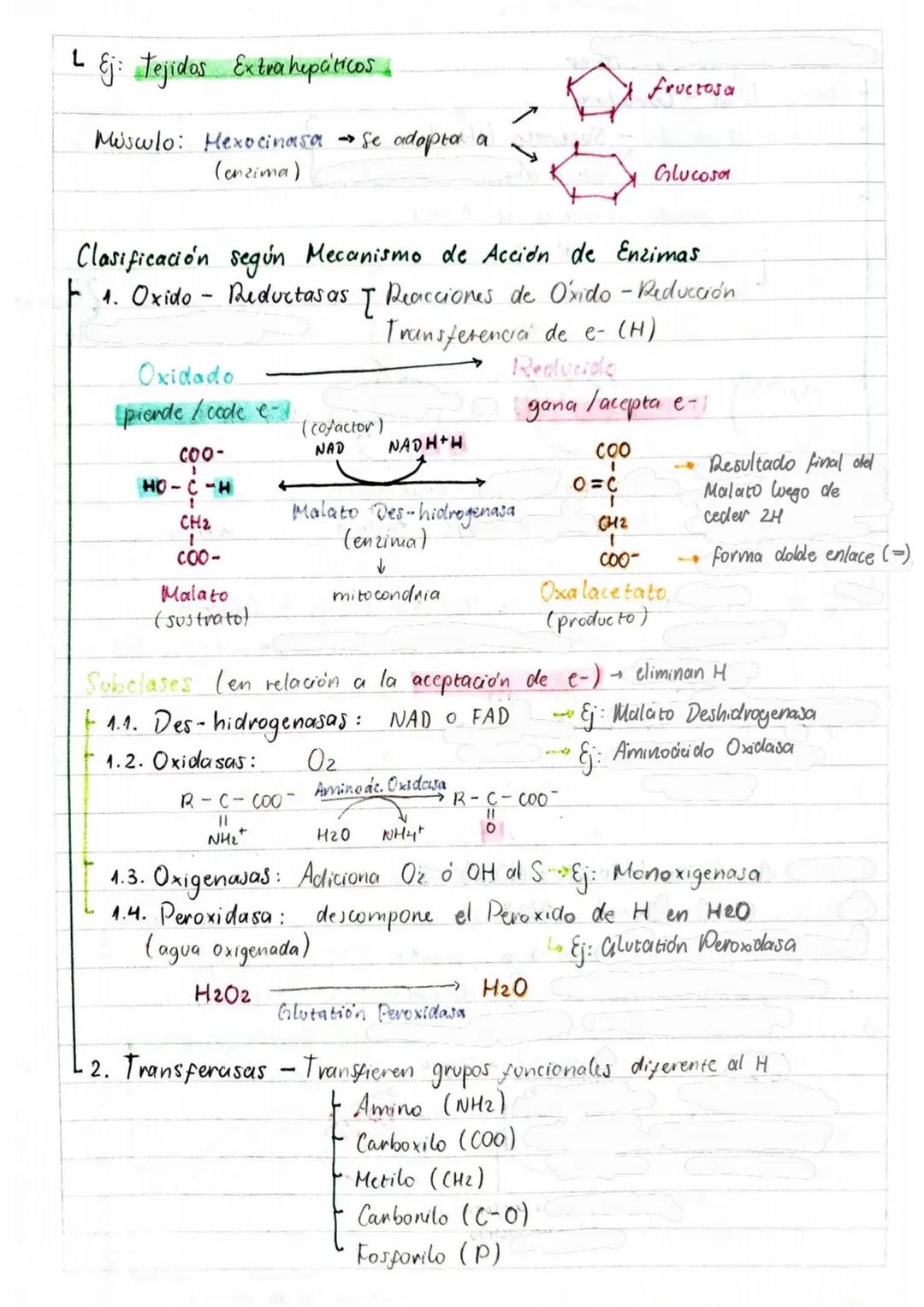 # Tema 1: Bioquímica
# Enzimas
ANTINFLAMATORIOS:
Generalidades / Notas:
- Bromelina (enz piña) degradan las proteínas
- Papaína (enz. le