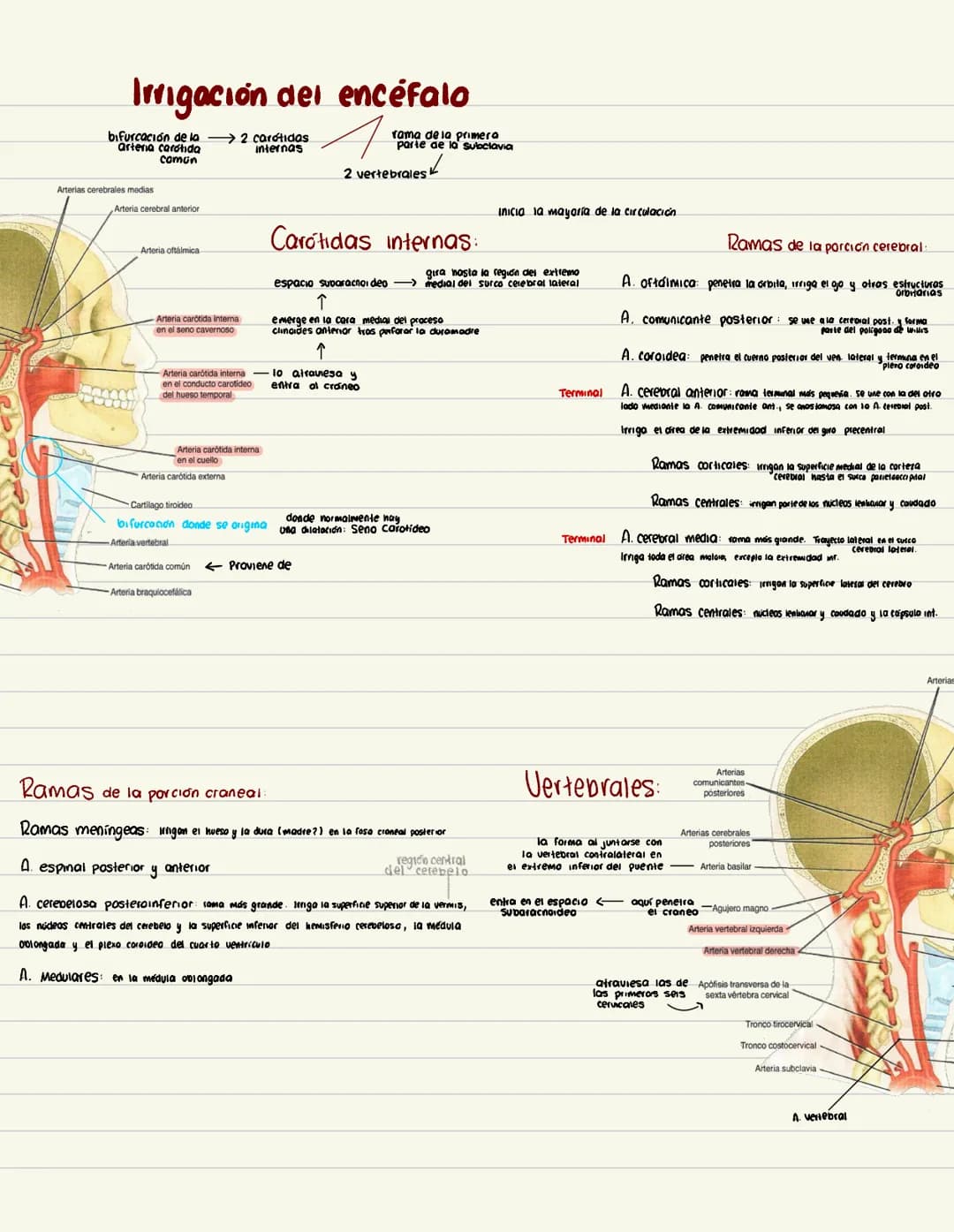 Irrigación del encéfalo
bifurcación de la → 2 carótidas
rama de la primera
arteria carotida
parte de la subclavia
comun
2 vertebrales
Arteri