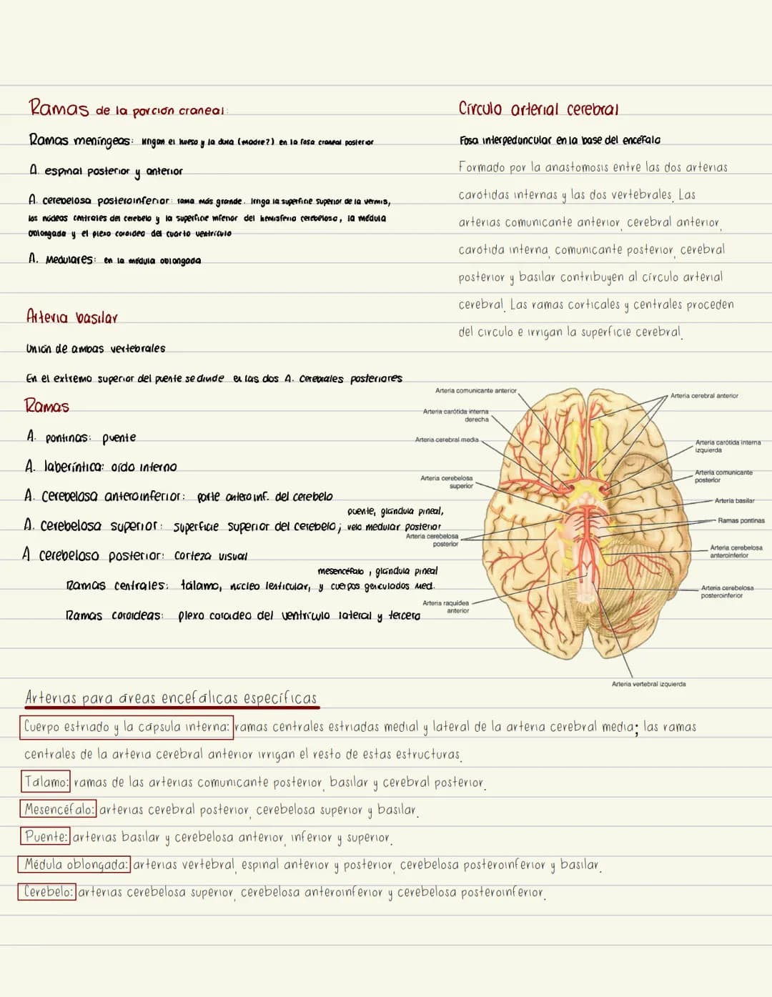Irrigación del encéfalo
bifurcación de la → 2 carótidas
rama de la primera
arteria carotida
parte de la subclavia
comun
2 vertebrales
Arteri
