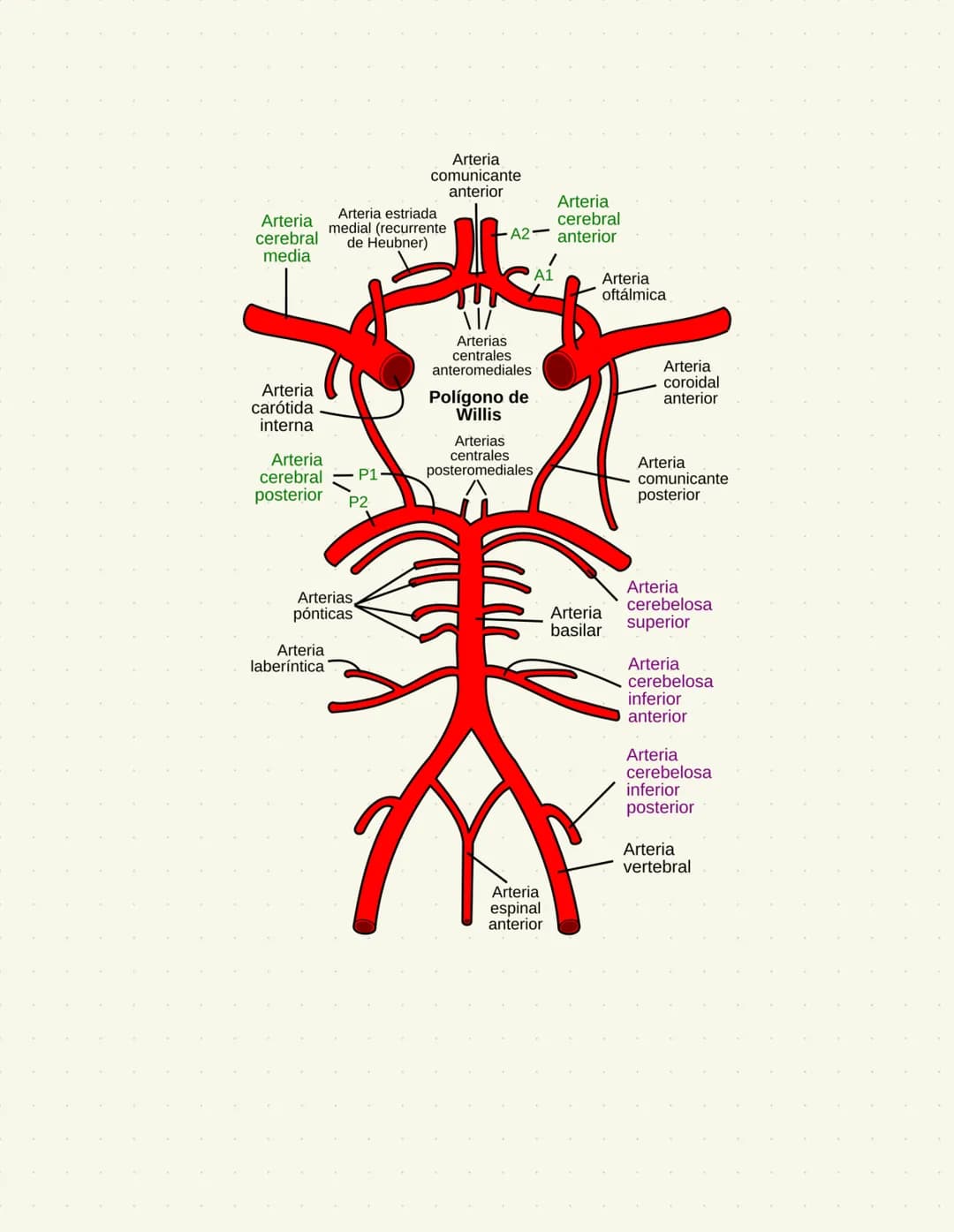 Irrigación del encéfalo
bifurcación de la → 2 carótidas
rama de la primera
arteria carotida
parte de la subclavia
comun
2 vertebrales
Arteri