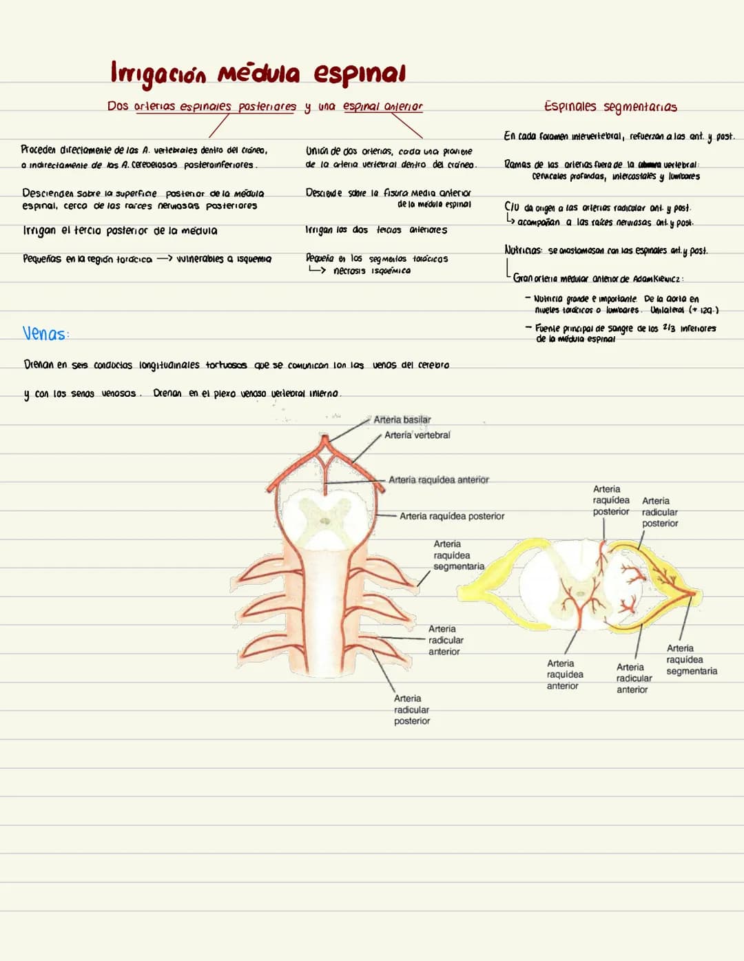 Irrigación del encéfalo
bifurcación de la → 2 carótidas
rama de la primera
arteria carotida
parte de la subclavia
comun
2 vertebrales
Arteri