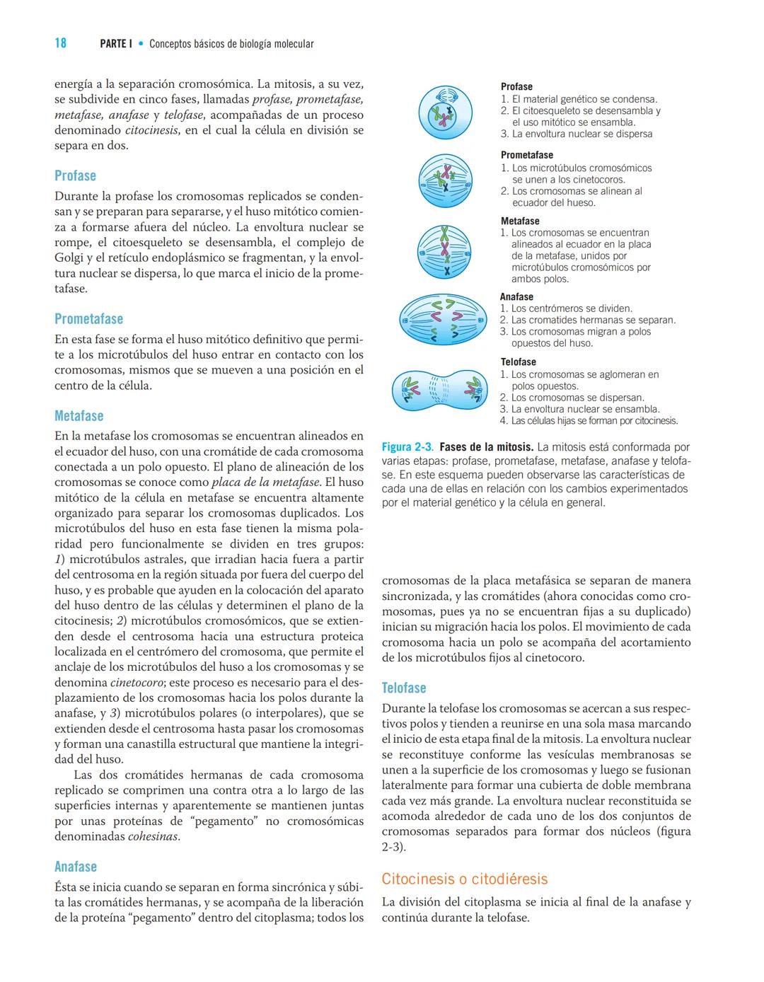 Adriana Salazar Montes Ana Sandoval Rodríguez
Juan Armendáriz Borunda
BIOLOGIA
MOW
LECULAR
Fundamentos y aplicaciones
en las ciencias de la