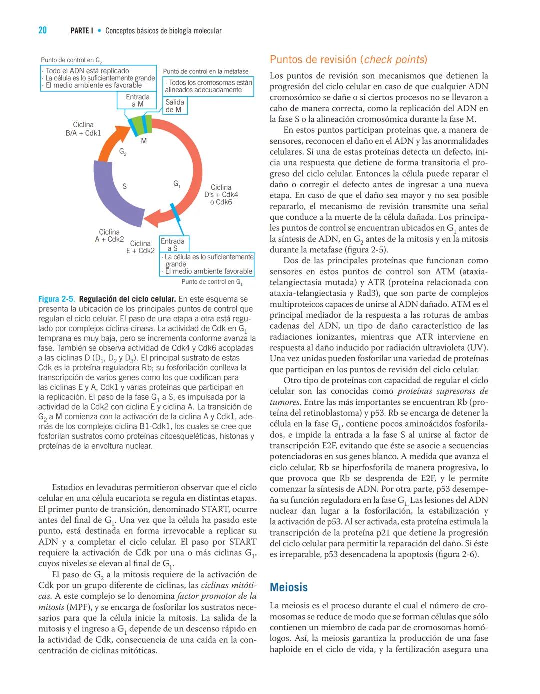 Adriana Salazar Montes Ana Sandoval Rodríguez
Juan Armendáriz Borunda
BIOLOGIA
MOW
LECULAR
Fundamentos y aplicaciones
en las ciencias de la