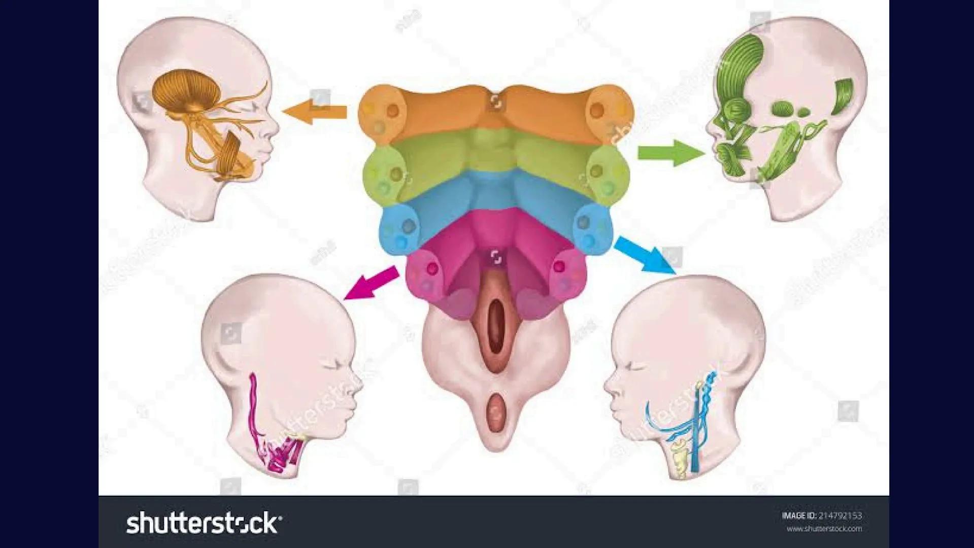 # Desarrollo de la cara y
sus patologías
Jaidy Michel Baeza Correa MAYO FOUNDATION FOR MEDICAL EDUCATION AND RESEARCH. ALL RIGHTS RESERVED