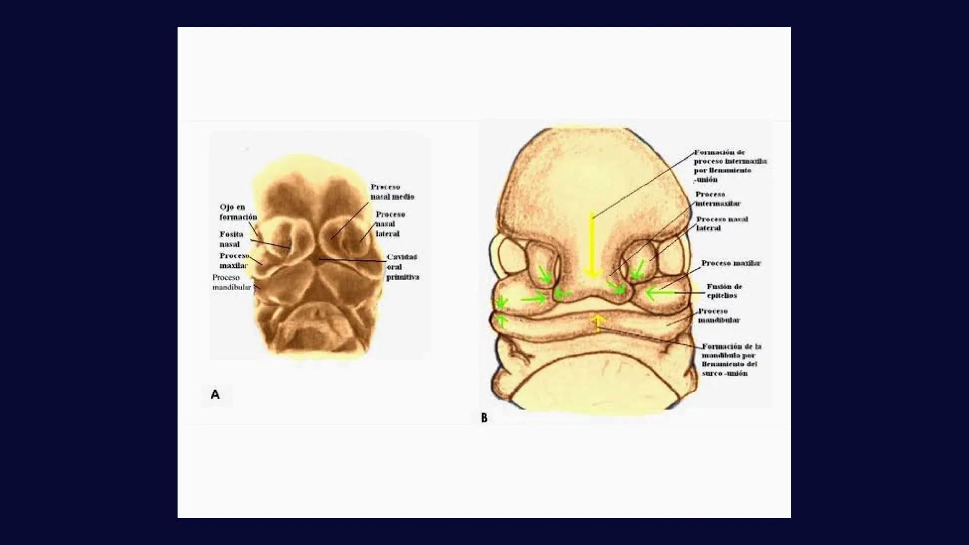 # Desarrollo de la cara y
sus patologías
Jaidy Michel Baeza Correa MAYO FOUNDATION FOR MEDICAL EDUCATION AND RESEARCH. ALL RIGHTS RESERVED