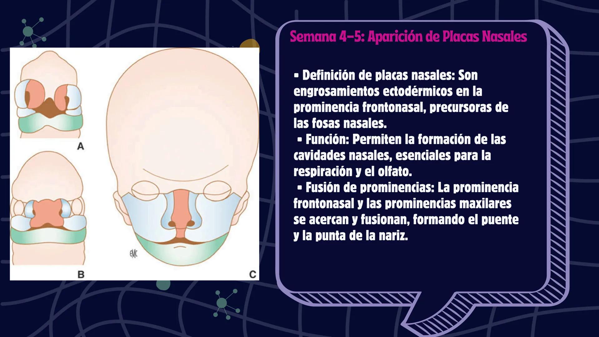 # Desarrollo de la cara y
sus patologías
Jaidy Michel Baeza Correa MAYO FOUNDATION FOR MEDICAL EDUCATION AND RESEARCH. ALL RIGHTS RESERVED
