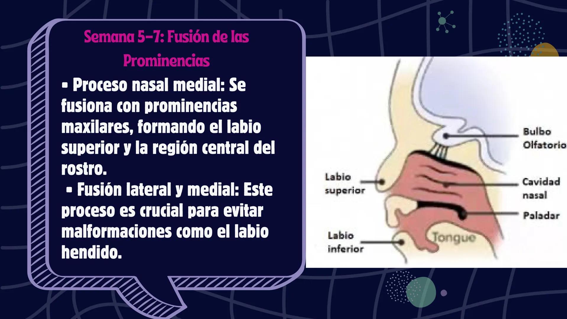 # Desarrollo de la cara y
sus patologías
Jaidy Michel Baeza Correa MAYO FOUNDATION FOR MEDICAL EDUCATION AND RESEARCH. ALL RIGHTS RESERVED