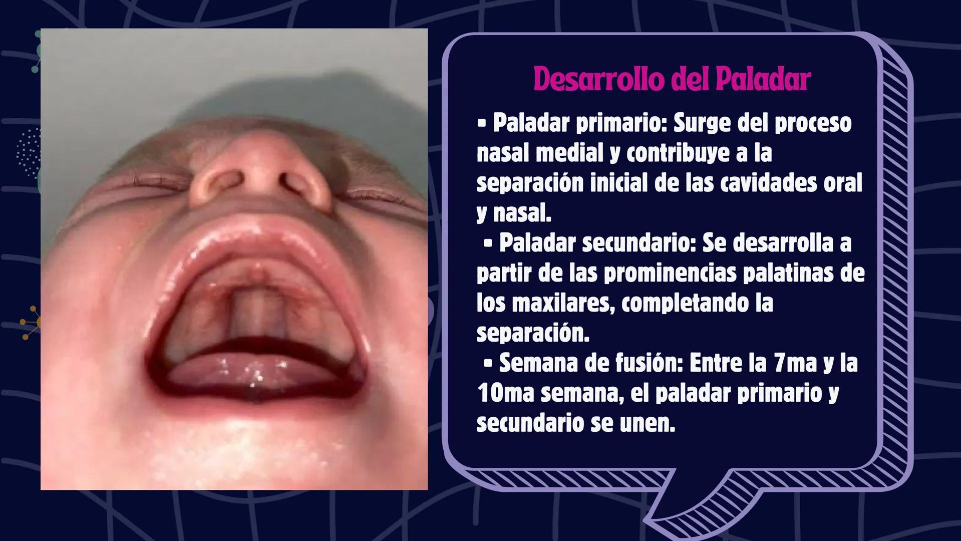 # Desarrollo de la cara y
sus patologías
Jaidy Michel Baeza Correa MAYO FOUNDATION FOR MEDICAL EDUCATION AND RESEARCH. ALL RIGHTS RESERVED