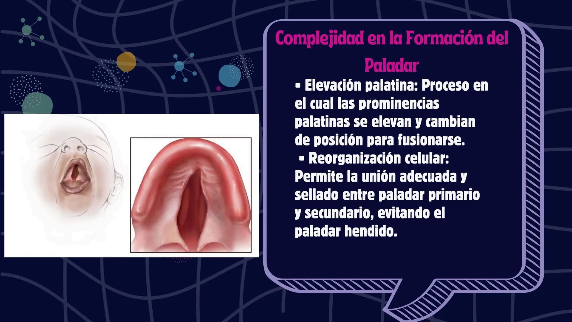 # Desarrollo de la cara y
sus patologías
Jaidy Michel Baeza Correa MAYO FOUNDATION FOR MEDICAL EDUCATION AND RESEARCH. ALL RIGHTS RESERVED