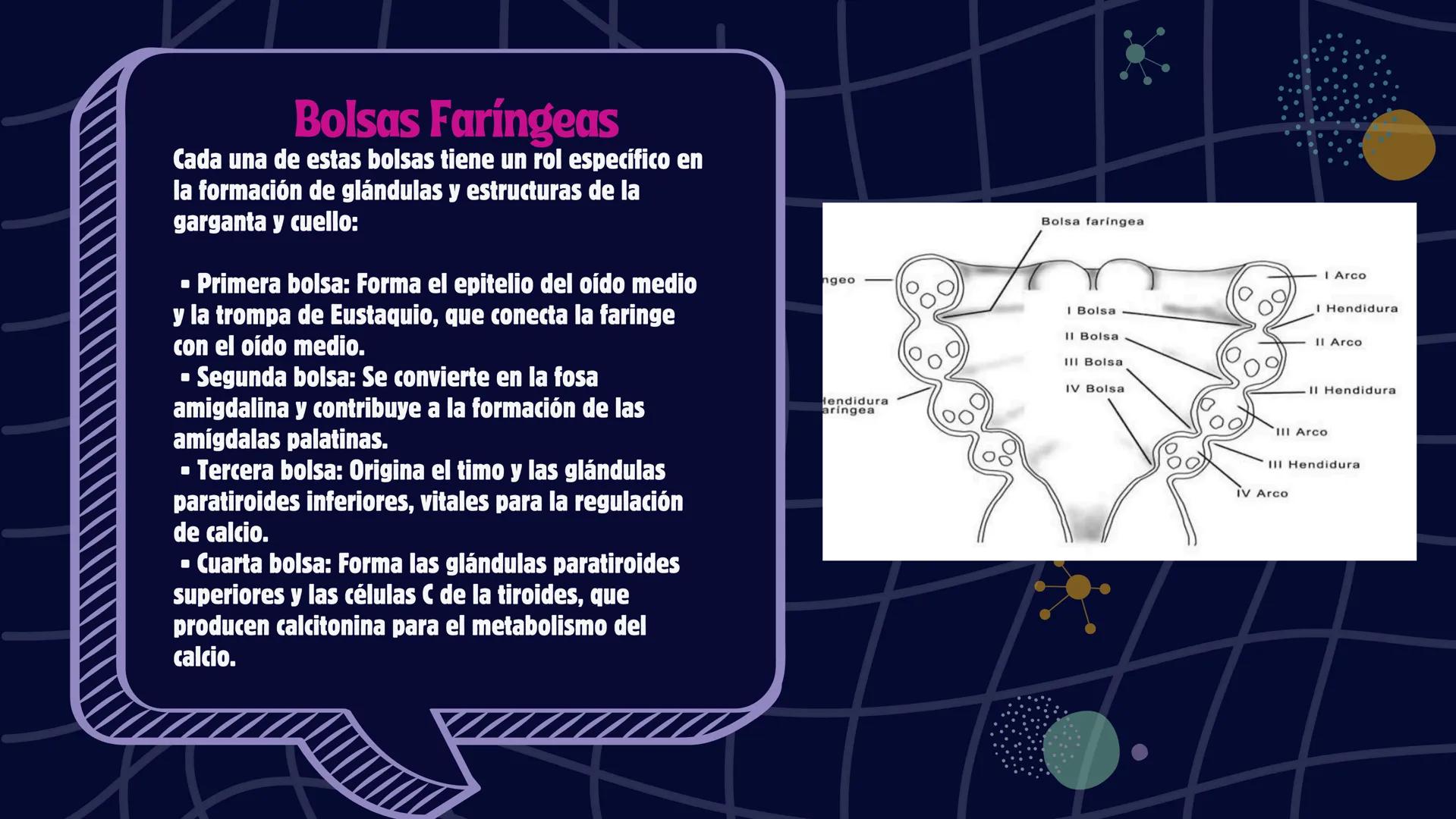 # Desarrollo de la cara y
sus patologías
Jaidy Michel Baeza Correa MAYO FOUNDATION FOR MEDICAL EDUCATION AND RESEARCH. ALL RIGHTS RESERVED