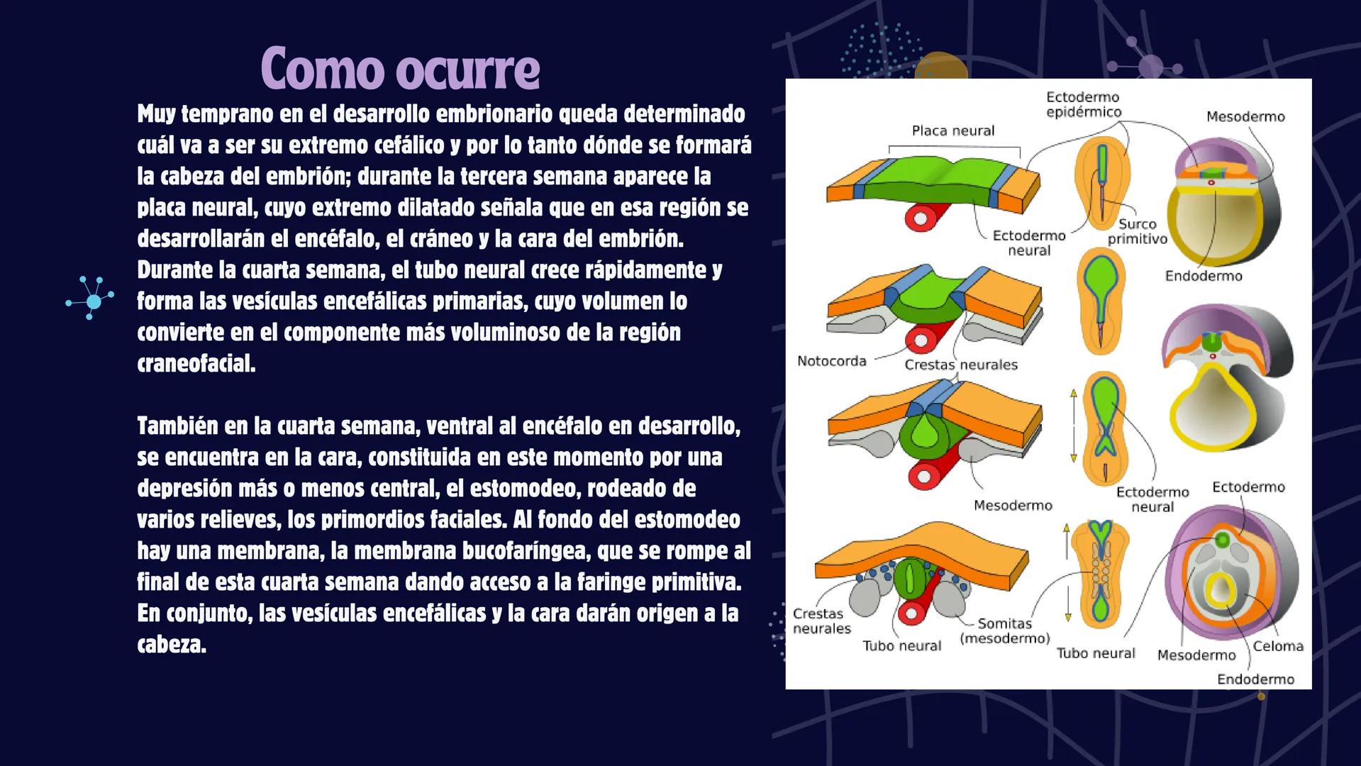 # Desarrollo de la cara y
sus patologías
Jaidy Michel Baeza Correa MAYO FOUNDATION FOR MEDICAL EDUCATION AND RESEARCH. ALL RIGHTS RESERVED