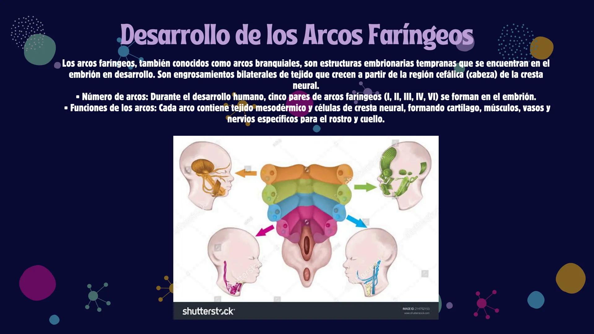 # Desarrollo de la cara y
sus patologías
Jaidy Michel Baeza Correa MAYO FOUNDATION FOR MEDICAL EDUCATION AND RESEARCH. ALL RIGHTS RESERVED