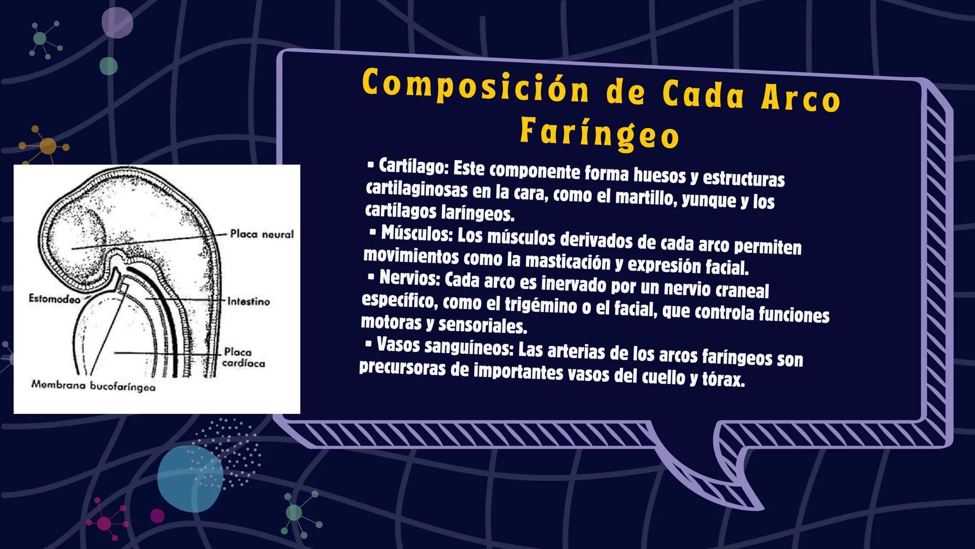 # Desarrollo de la cara y
sus patologías
Jaidy Michel Baeza Correa MAYO FOUNDATION FOR MEDICAL EDUCATION AND RESEARCH. ALL RIGHTS RESERVED