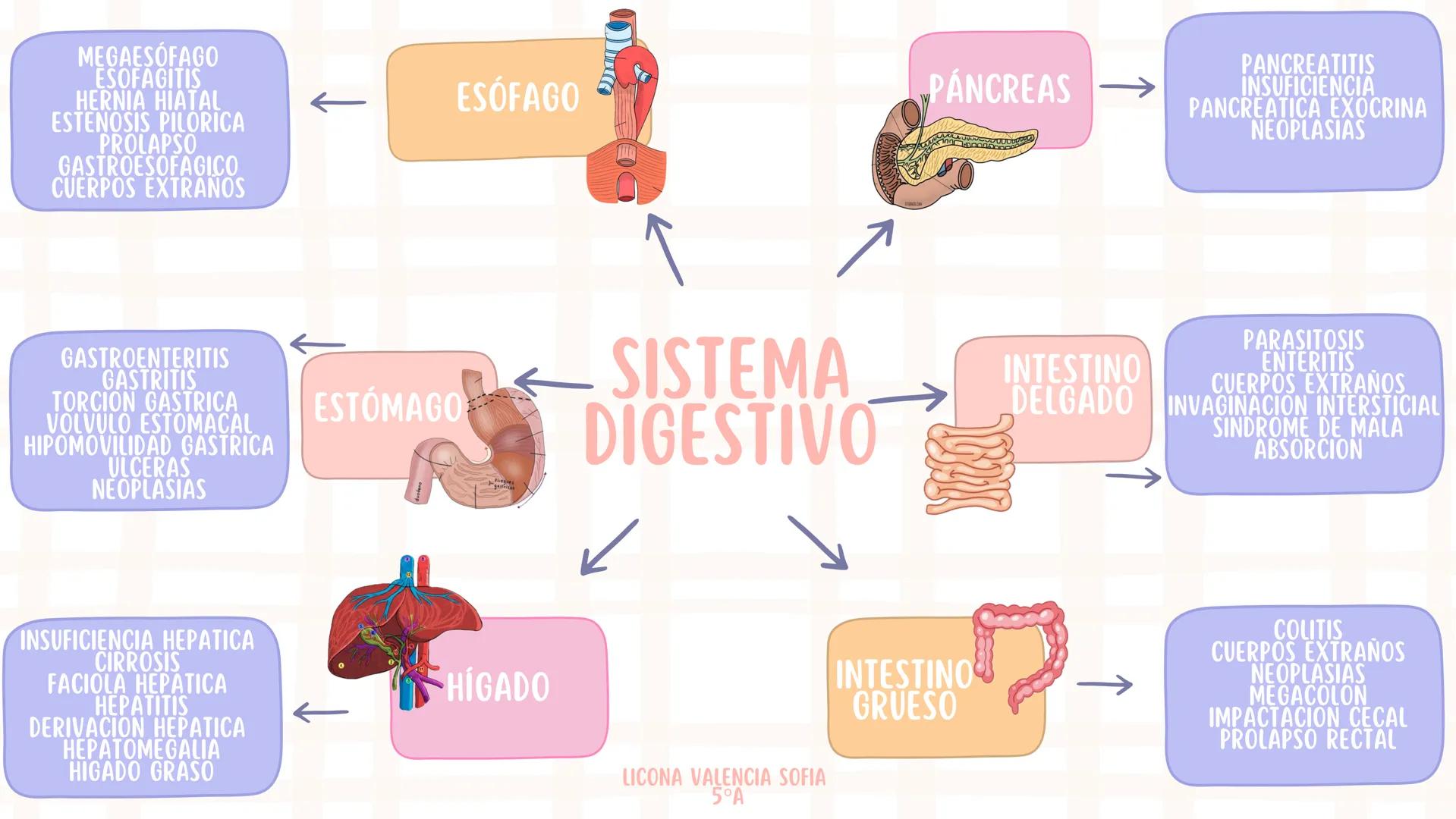 MEGAESÓFAGO
ESOFAGITIS
HERNIA HIATAL
ESTENOSIS PILORICA
PROLAPSO
GASTROESOFAGICO
CUERPOS EXTRAÑOS
ESÓFAGO
PÁNCREAS
PANCREATITIS
INSUFICIENCI