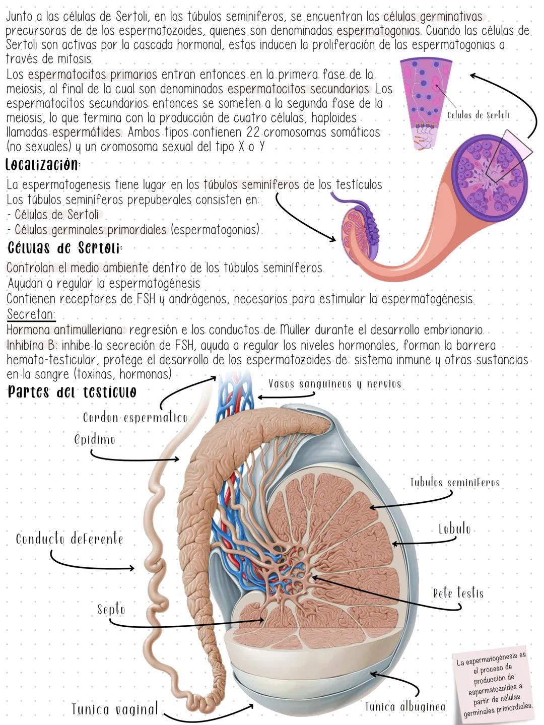 # Gametogénesis
Desarrollo de gametos a partir de células germinales primordiales. Este proceso difiere entre ambos sexos.
En machos, la es