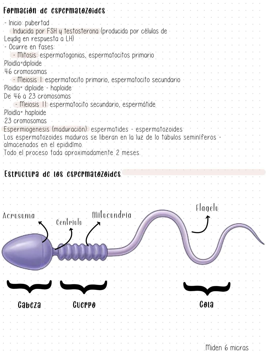 # Gametogénesis
Desarrollo de gametos a partir de células germinales primordiales. Este proceso difiere entre ambos sexos.
En machos, la es