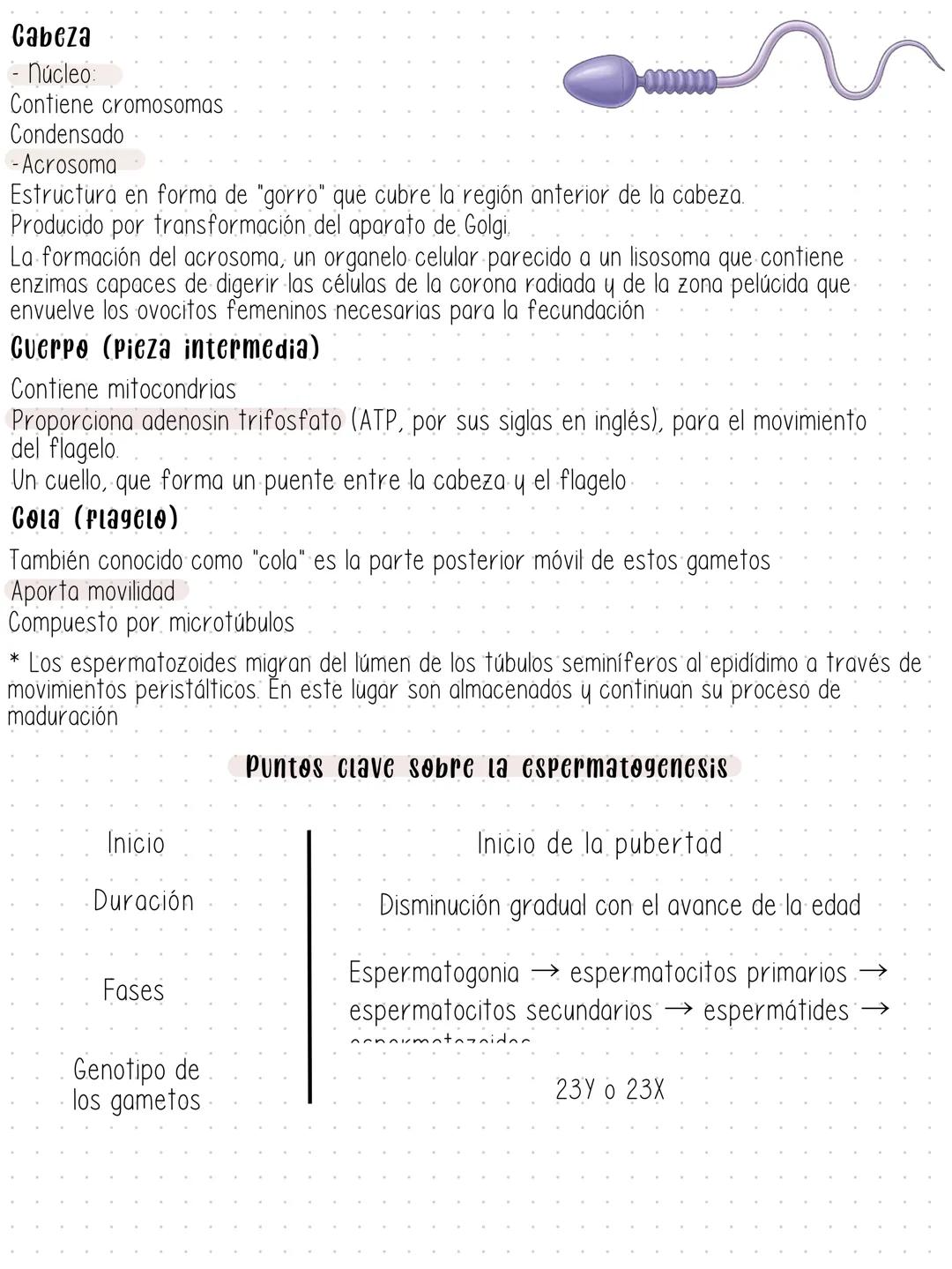 # Gametogénesis
Desarrollo de gametos a partir de células germinales primordiales. Este proceso difiere entre ambos sexos.
En machos, la es