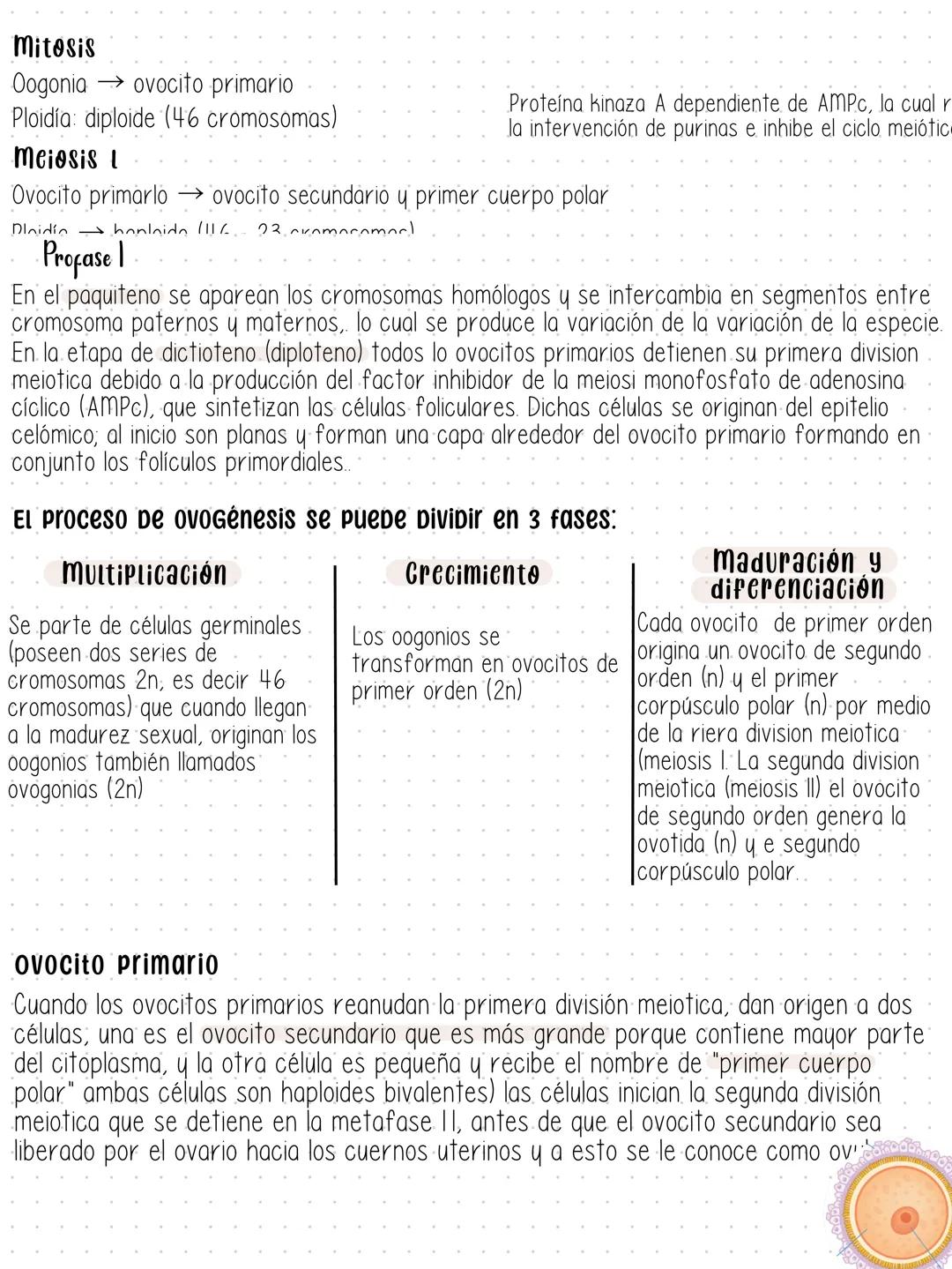 # Gametogénesis
Desarrollo de gametos a partir de células germinales primordiales. Este proceso difiere entre ambos sexos.
En machos, la es