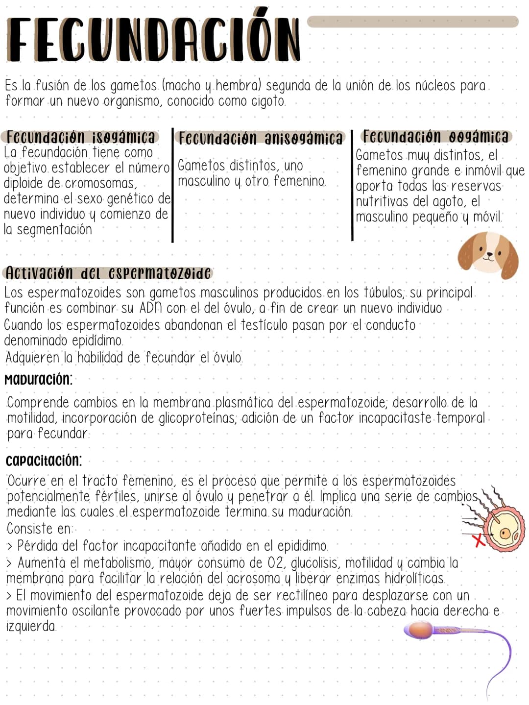 FECUNDACIÓN
Es la fusión de los gametos (macho y hembra) segunda de la unión de los núcleos para
formar un nuevo organismo, conocido como ci
