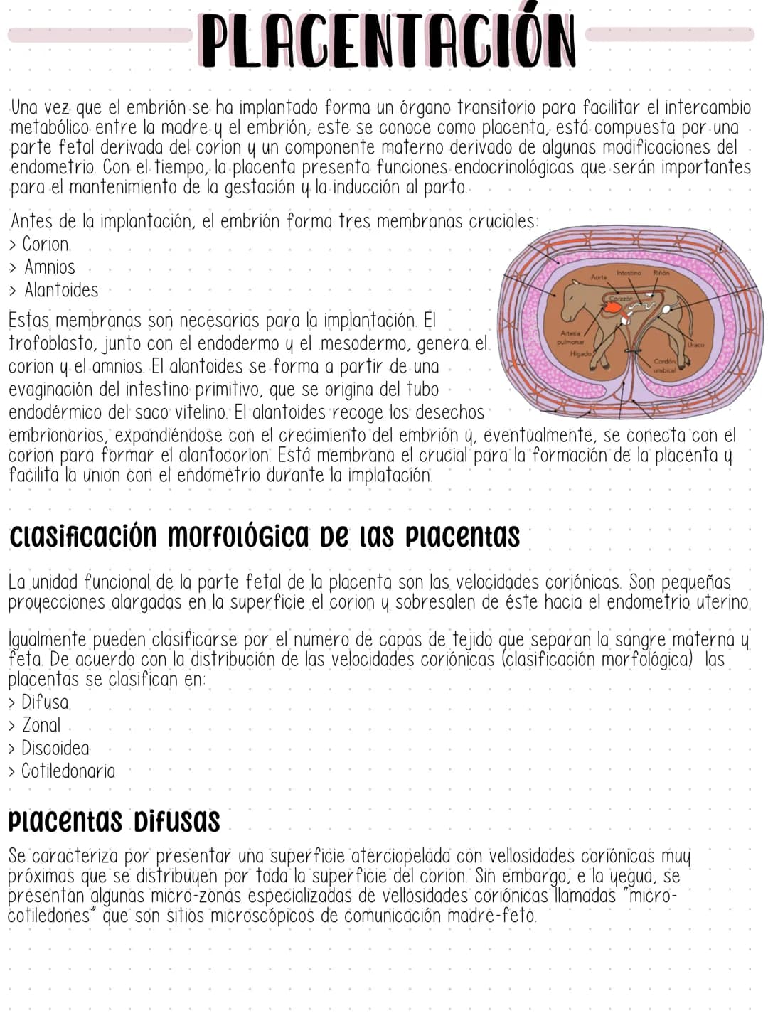 PLACENTACIÓN
Una vez que el embrión se ha implantado forma un órgano transitorio para facilitar el intercambio
metabólico entre la madre y e