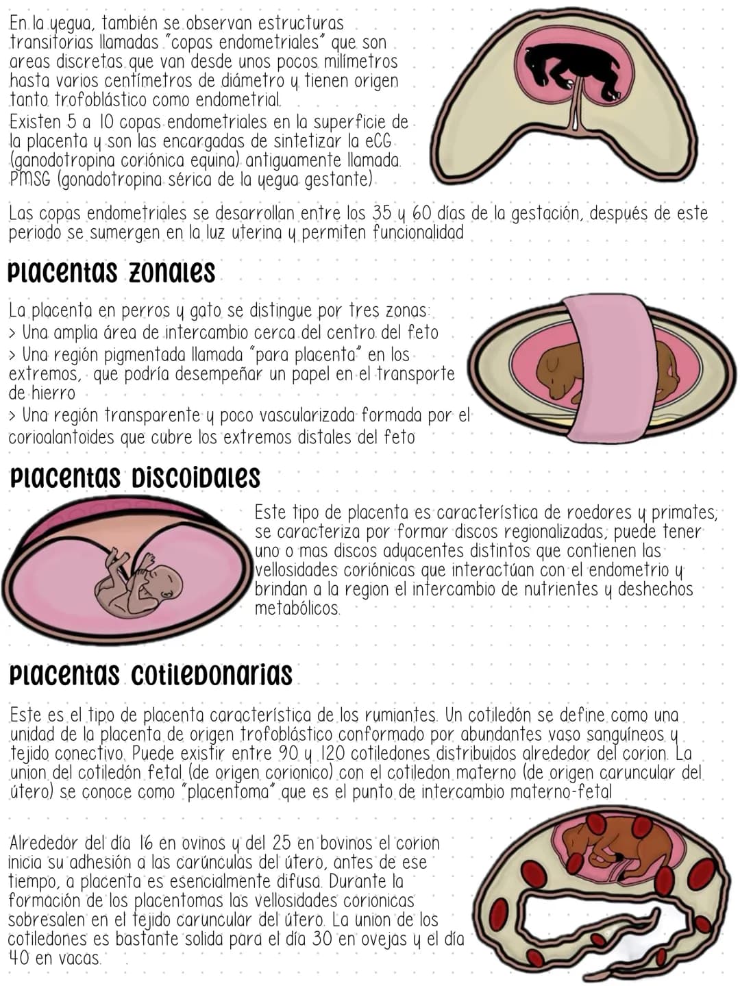 PLACENTACIÓN
Una vez que el embrión se ha implantado forma un órgano transitorio para facilitar el intercambio
metabólico entre la madre y e