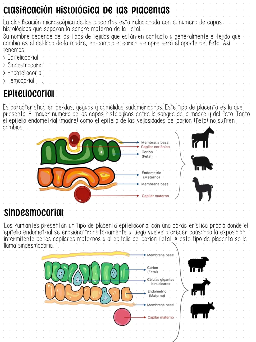 PLACENTACIÓN
Una vez que el embrión se ha implantado forma un órgano transitorio para facilitar el intercambio
metabólico entre la madre y e