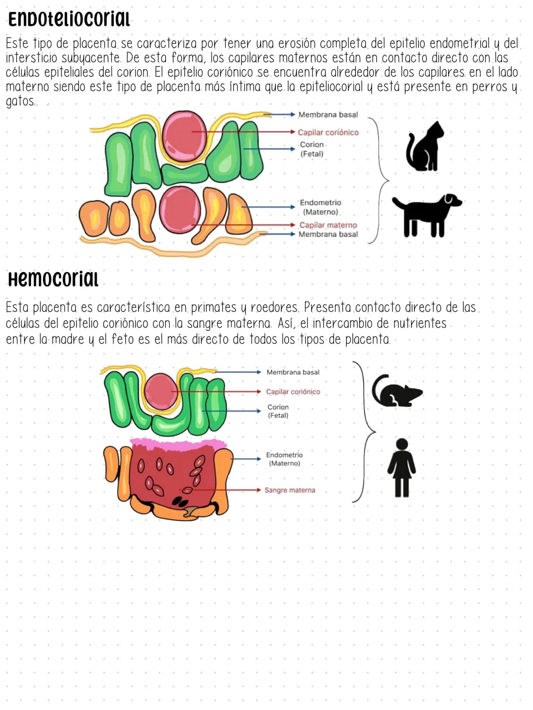 PLACENTACIÓN
Una vez que el embrión se ha implantado forma un órgano transitorio para facilitar el intercambio
metabólico entre la madre y e