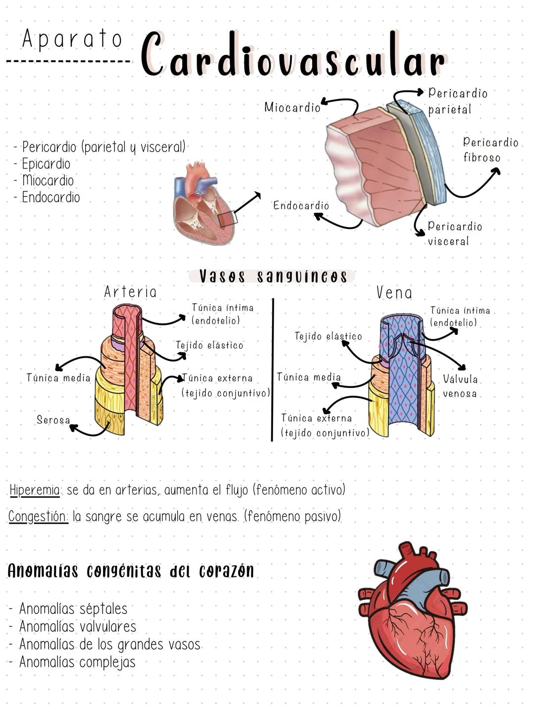 --- Aparato Cardiovascular
- Pericardio (parietal y visceral)
Epicardio
Miocardio
Endocardio
Miocardio
Endocardio
→ Pericardio
parietal
Peri