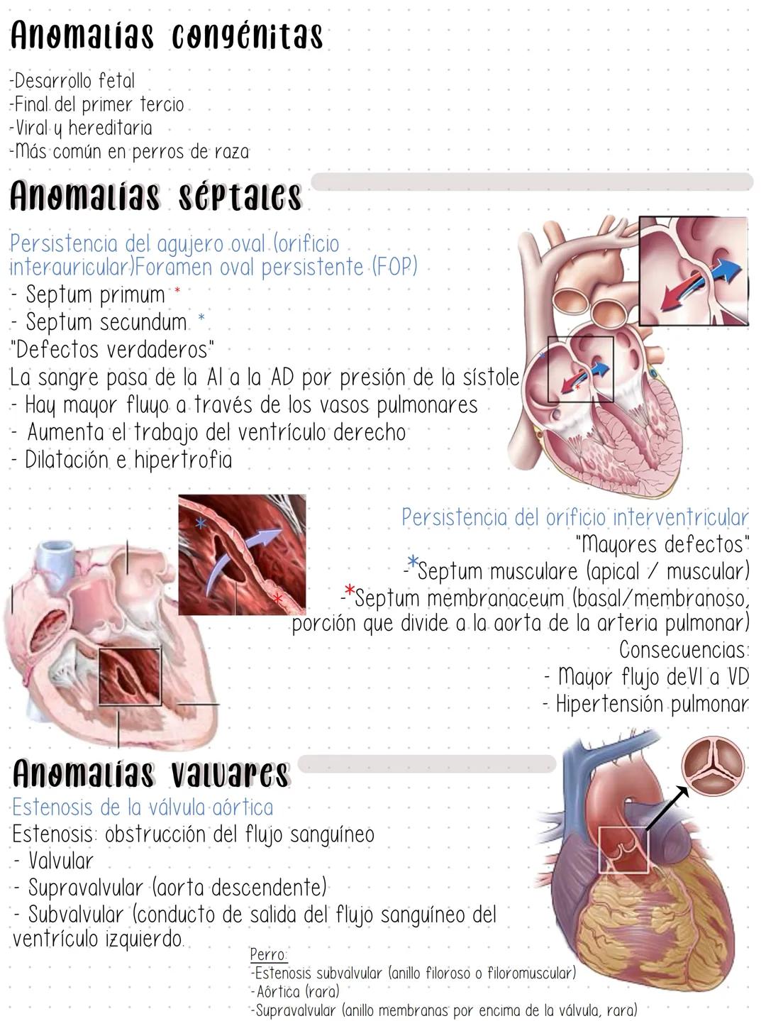 --- Aparato Cardiovascular
- Pericardio (parietal y visceral)
Epicardio
Miocardio
Endocardio
Miocardio
Endocardio
→ Pericardio
parietal
Peri