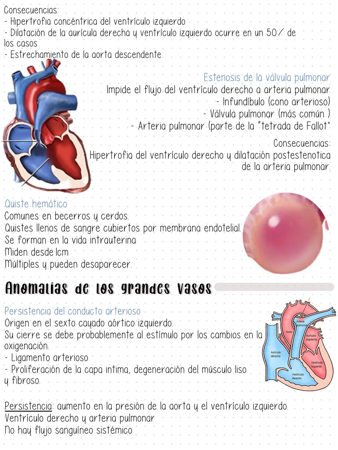 --- Aparato Cardiovascular
- Pericardio (parietal y visceral)
Epicardio
Miocardio
Endocardio
Miocardio
Endocardio
→ Pericardio
parietal
Peri