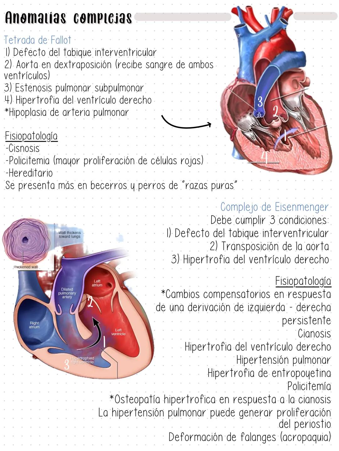 --- Aparato Cardiovascular
- Pericardio (parietal y visceral)
Epicardio
Miocardio
Endocardio
Miocardio
Endocardio
→ Pericardio
parietal
Peri