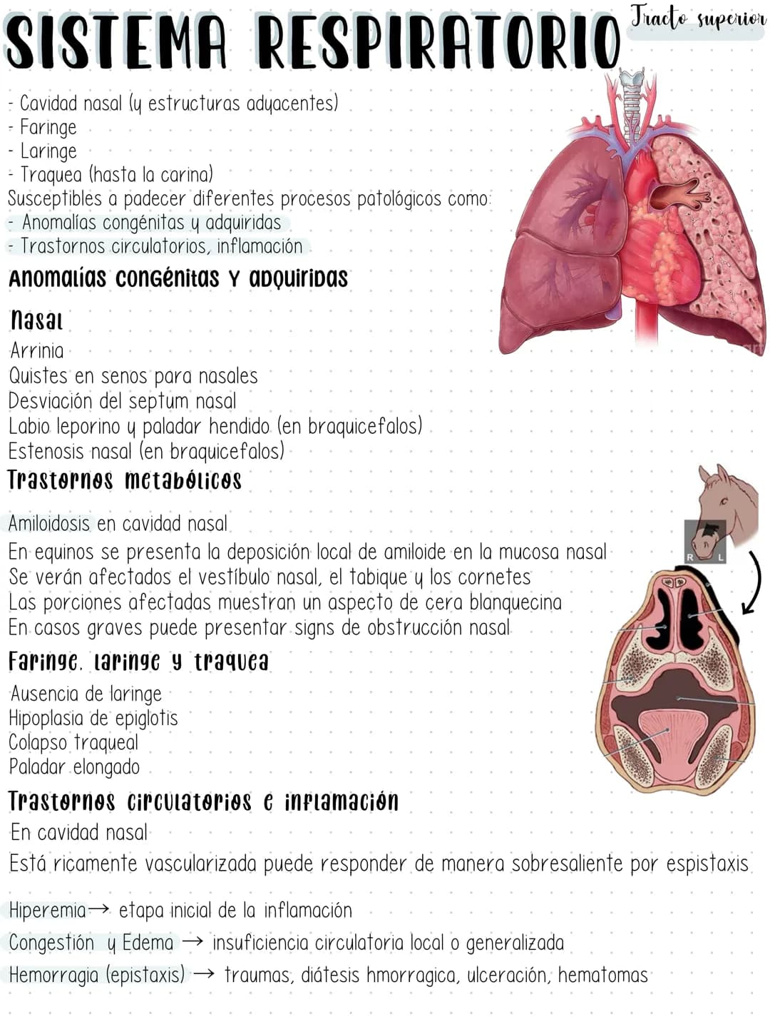 SISTEMA RESPIRATORIO Tracte supeater
- Cavidad nasal (y estructuras adyacentes)
- Faringe
Laringe
- Traquea (hasta la carina)
Susceptibles a