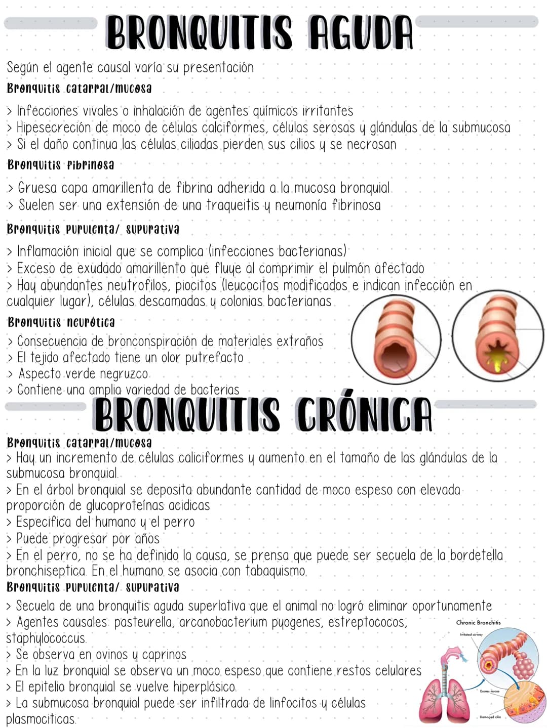 SISTEMA RESPIRATORIO Tracte supeater
- Cavidad nasal (y estructuras adyacentes)
- Faringe
Laringe
- Traquea (hasta la carina)
Susceptibles a