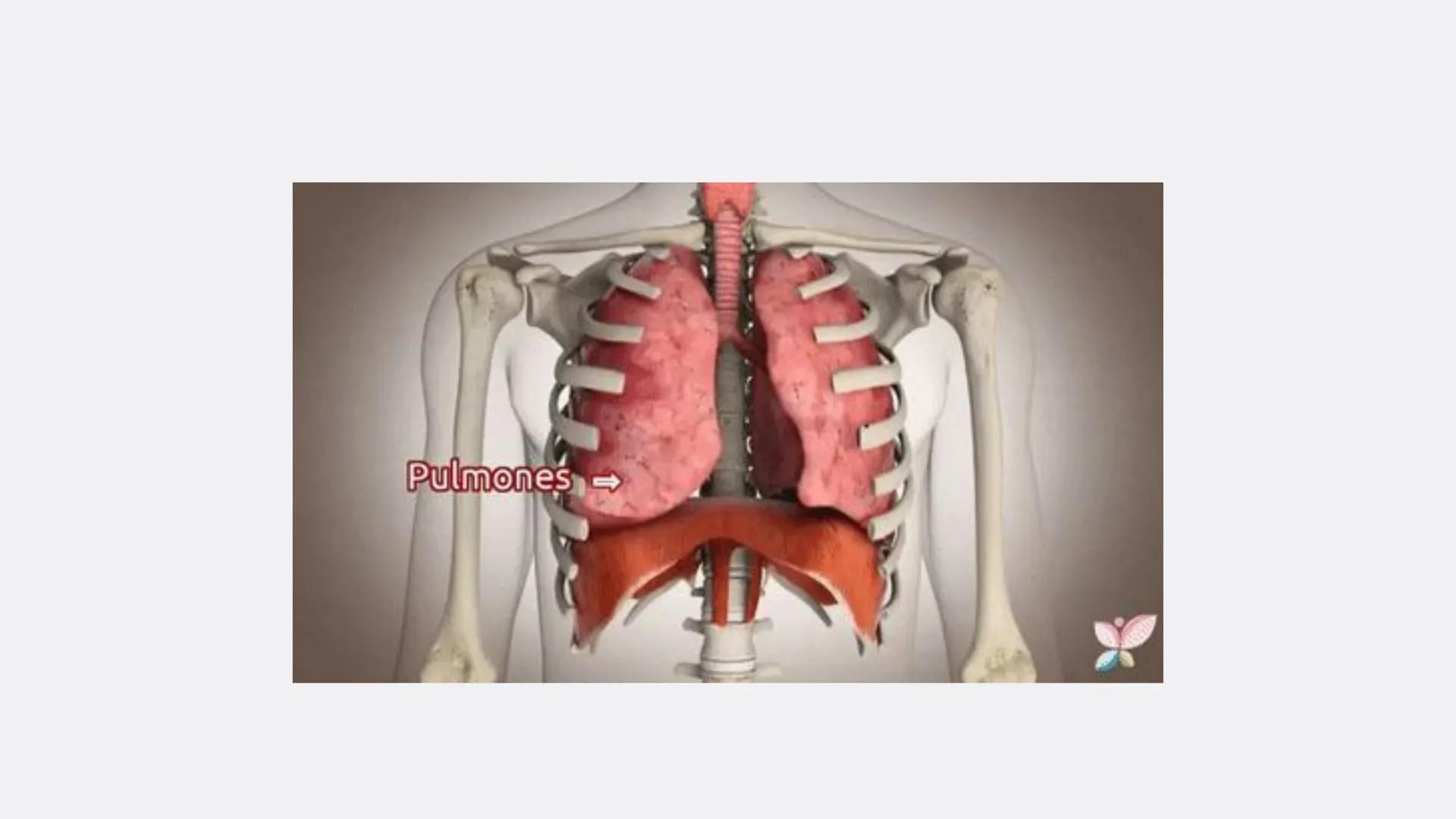 Física en terapia física Termodinámica
• La termodinámica es la rama de la física que
estudia las relaciones entre el calor, el trabajo y
la