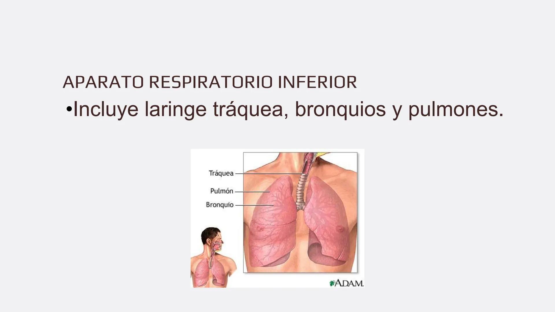 Física en terapia física Termodinámica
• La termodinámica es la rama de la física que
estudia las relaciones entre el calor, el trabajo y
la
