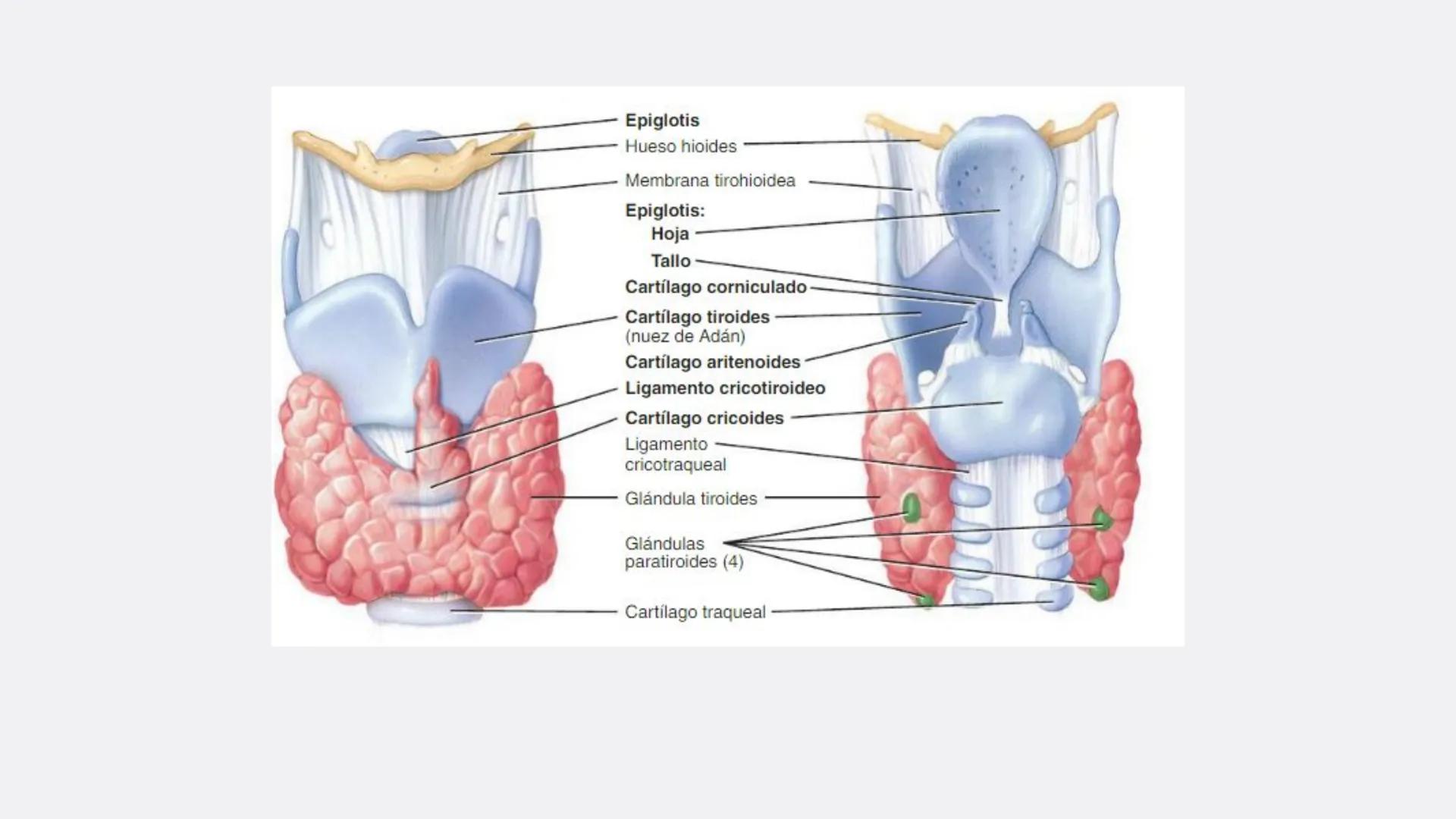 Física en terapia física Termodinámica
• La termodinámica es la rama de la física que
estudia las relaciones entre el calor, el trabajo y
la