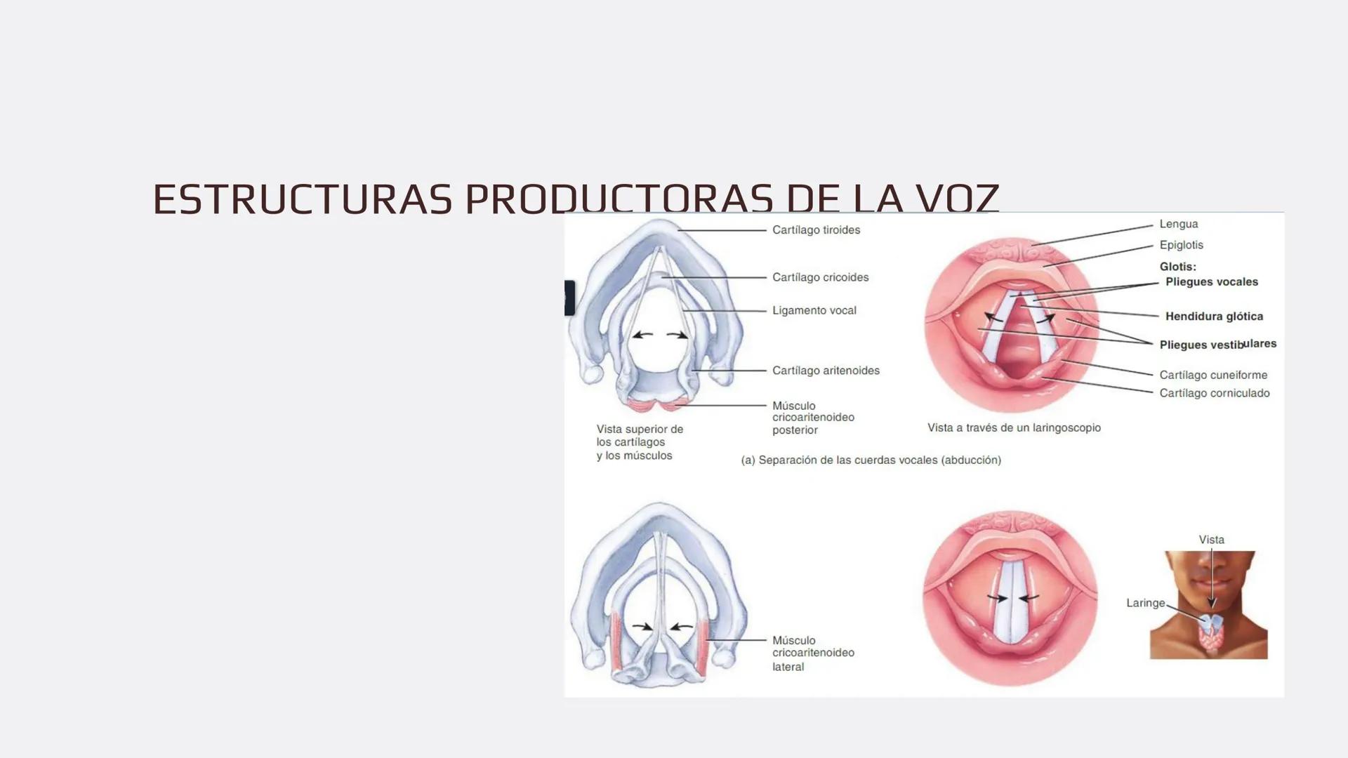 Física en terapia física Termodinámica
• La termodinámica es la rama de la física que
estudia las relaciones entre el calor, el trabajo y
la
