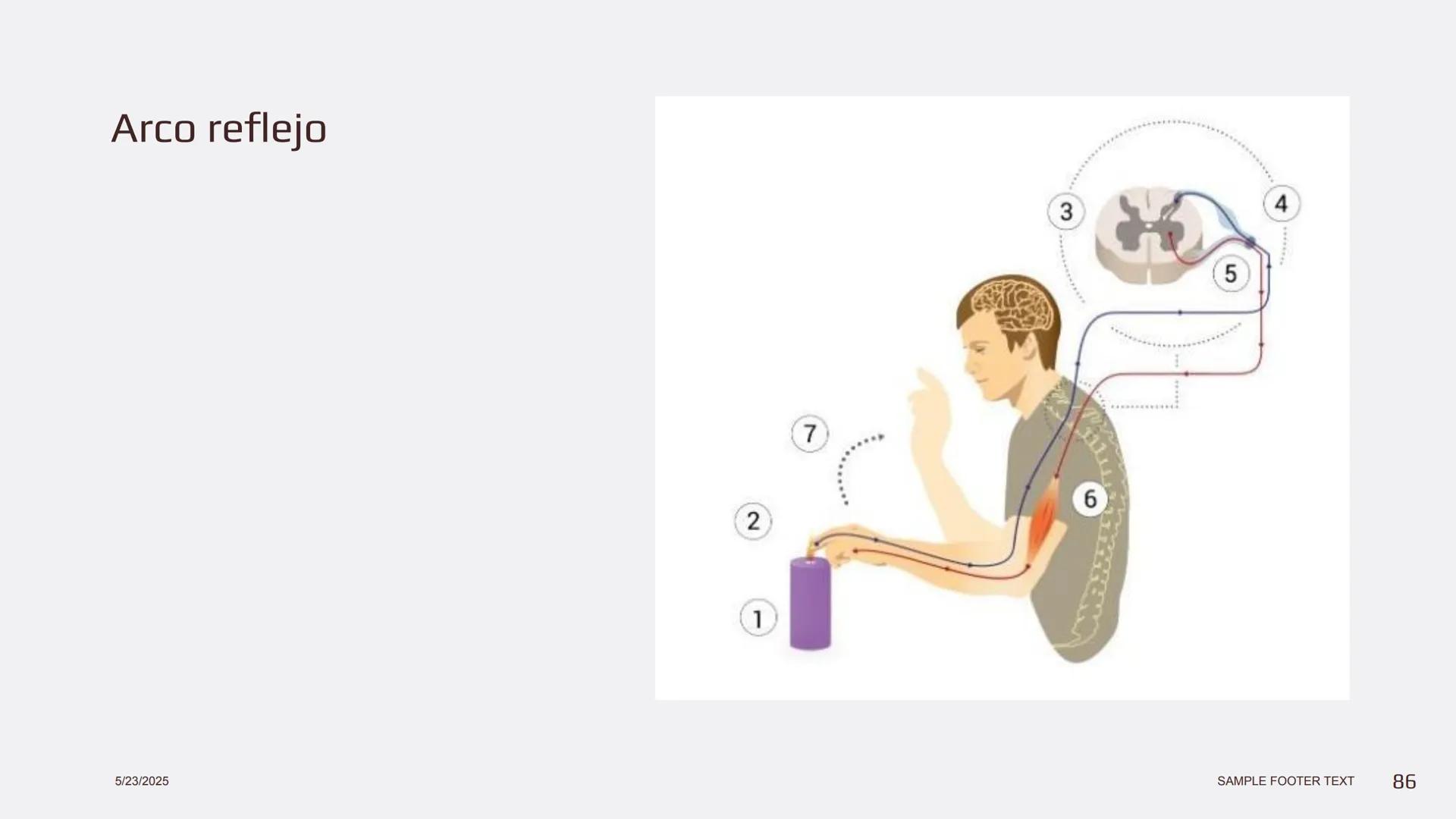 Física en terapia física Termodinámica
• La termodinámica es la rama de la física que
estudia las relaciones entre el calor, el trabajo y
la