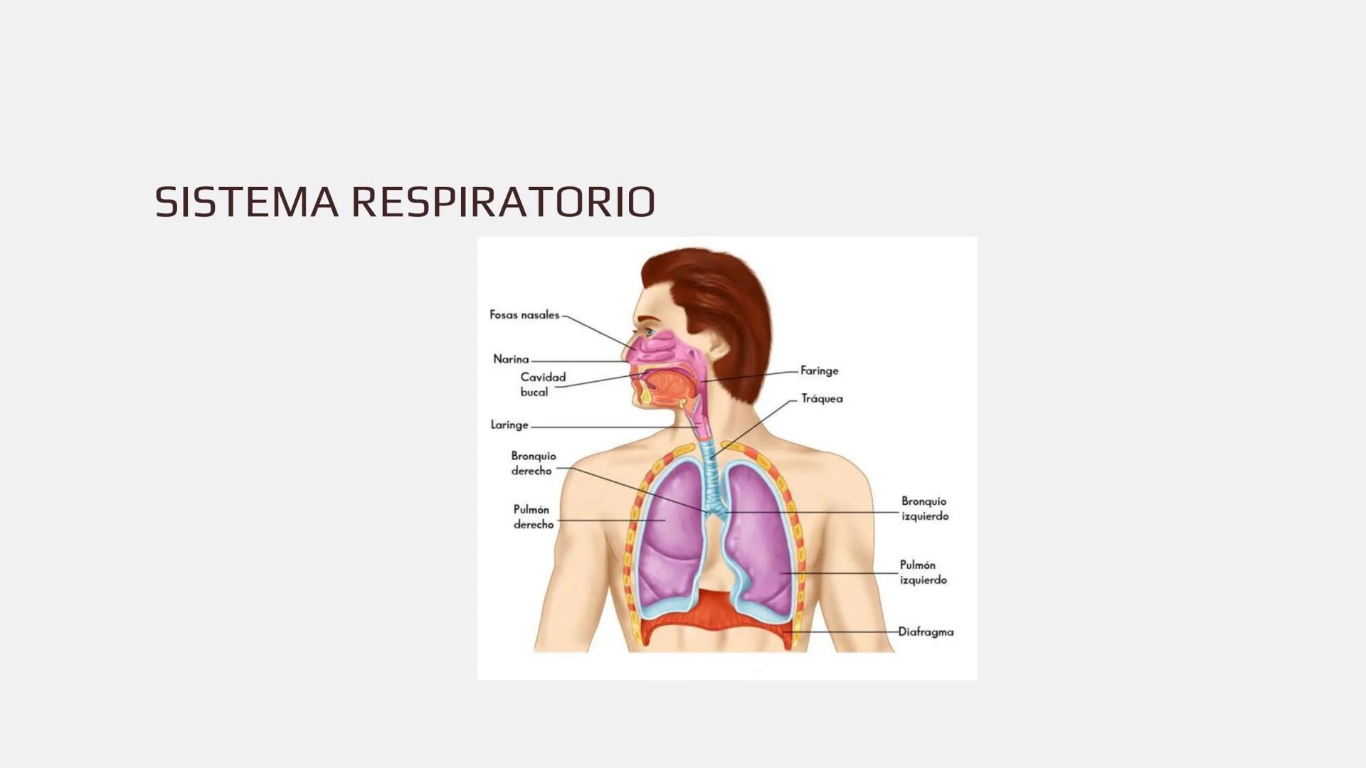 Física en terapia física Termodinámica
• La termodinámica es la rama de la física que
estudia las relaciones entre el calor, el trabajo y
la