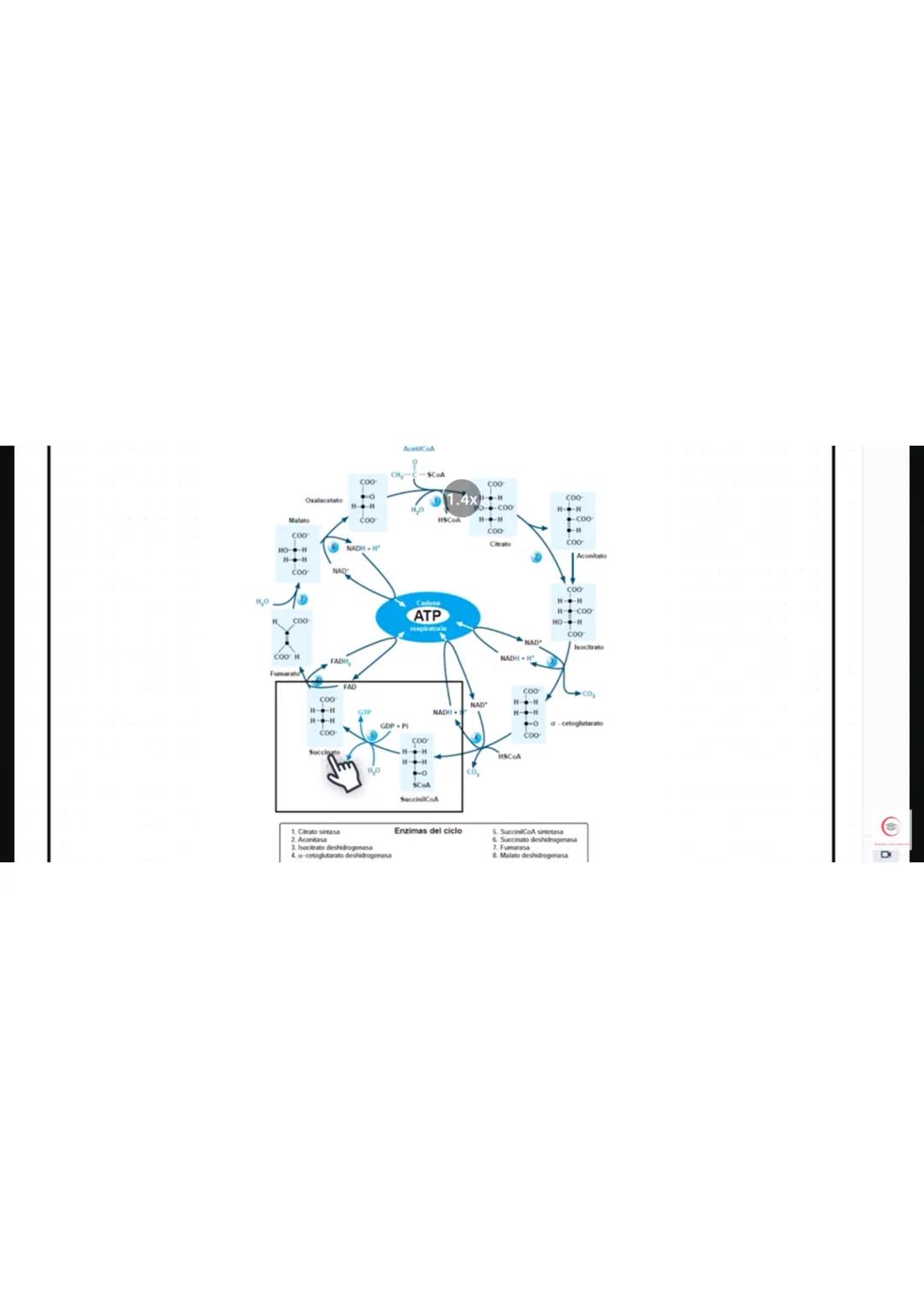4. Identifique el producto que se obtiene en el ciclo de Krebs cuando al aconitato se
le agrega una molécula de agua.
a) Oxalacetato
b) Isoc