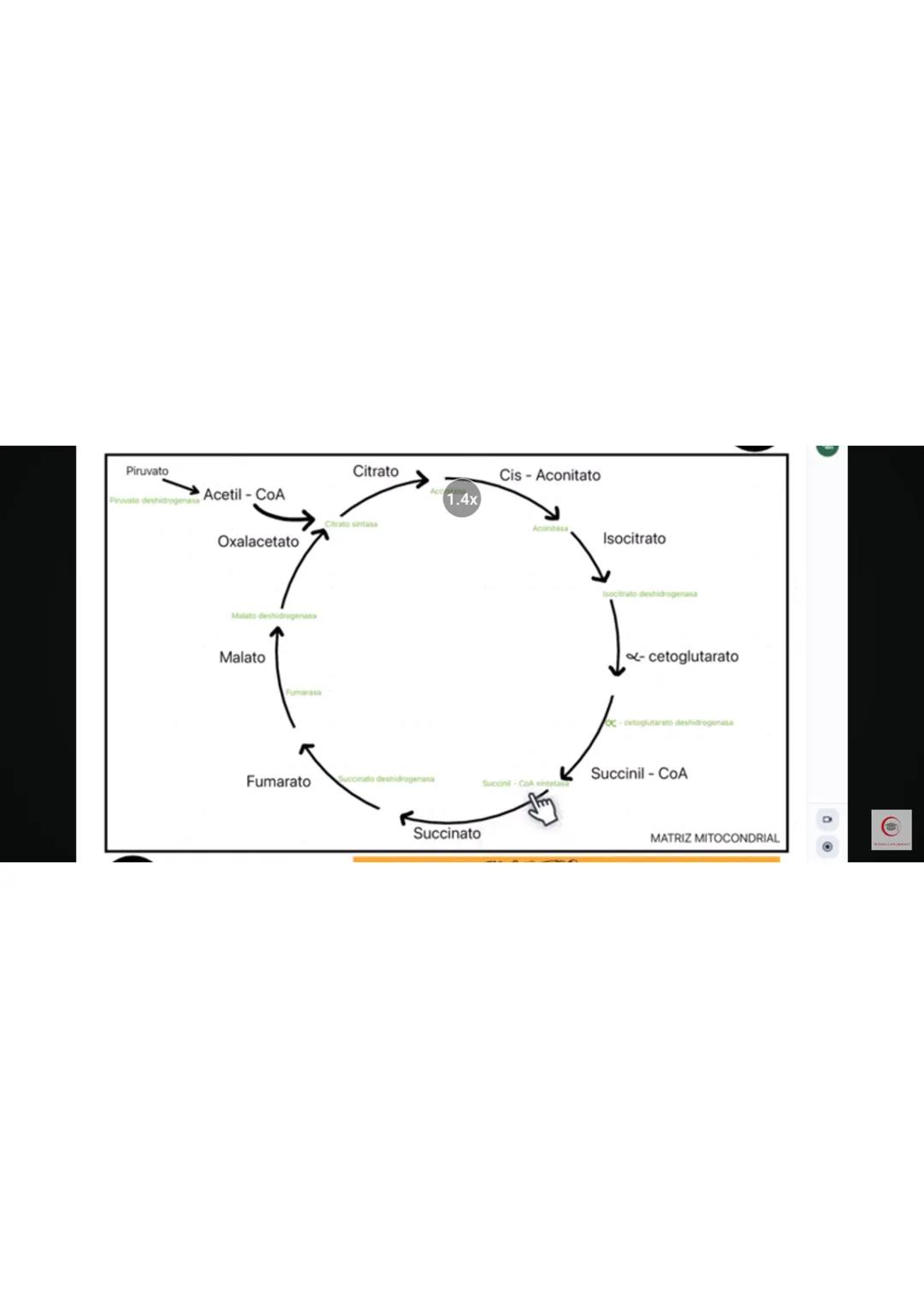4. Identifique el producto que se obtiene en el ciclo de Krebs cuando al aconitato se
le agrega una molécula de agua.
a) Oxalacetato
b) Isoc