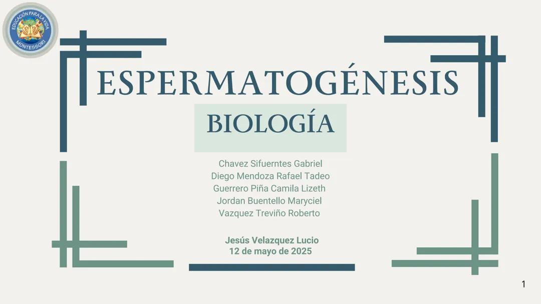 Espermatogénesis: Proceso, Función y Hormonas Involucradas