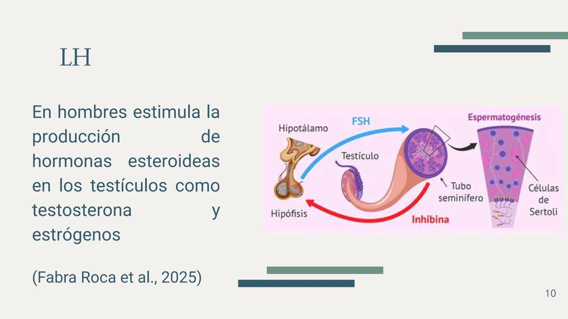 EDUCACIÓN PARA LA
MONTESSOR
ESPERMATOGÉNESIS
BIOLOGÍA
Chavez Sifuerntes Gabriel
Diego Mendoza Rafael Tadeo
Guerrero Piña Camila Lizeth
Jorda