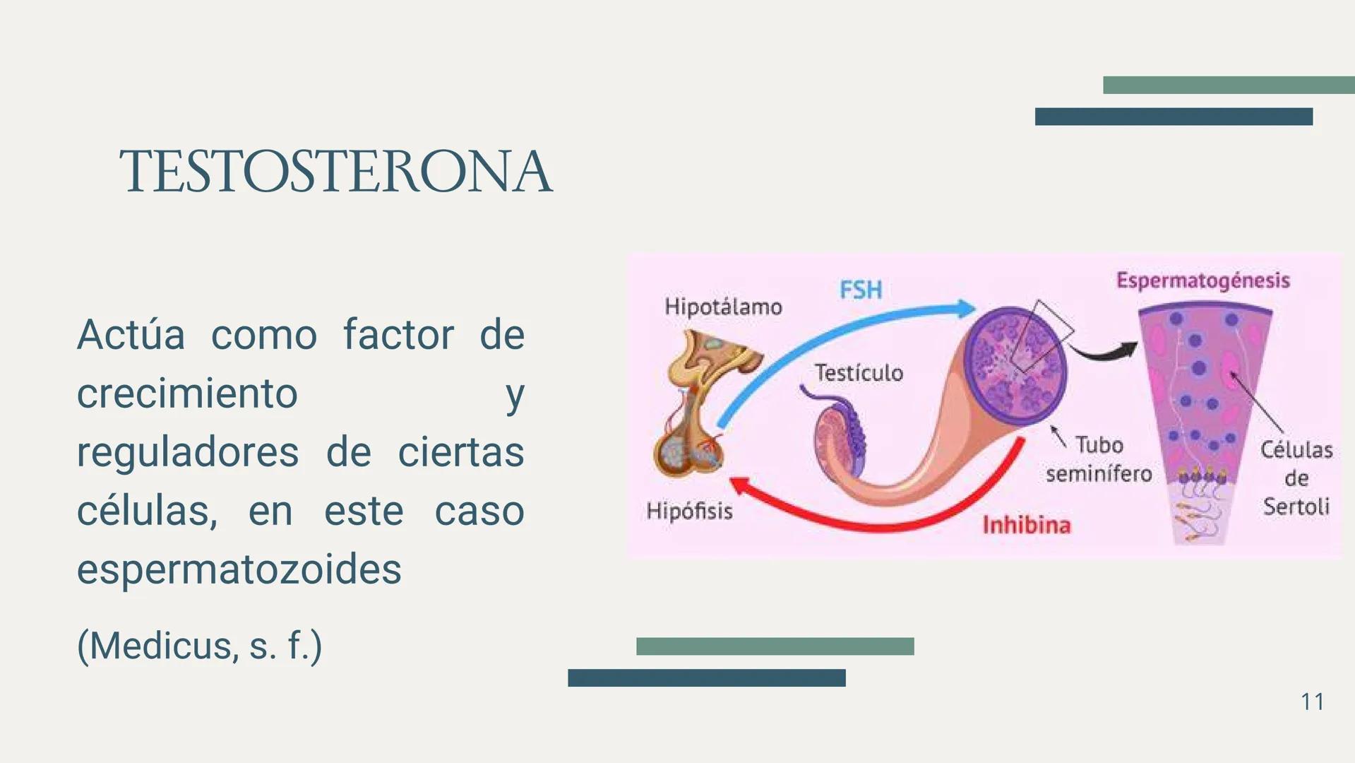 EDUCACIÓN PARA LA
MONTESSOR
ESPERMATOGÉNESIS
BIOLOGÍA
Chavez Sifuerntes Gabriel
Diego Mendoza Rafael Tadeo
Guerrero Piña Camila Lizeth
Jorda