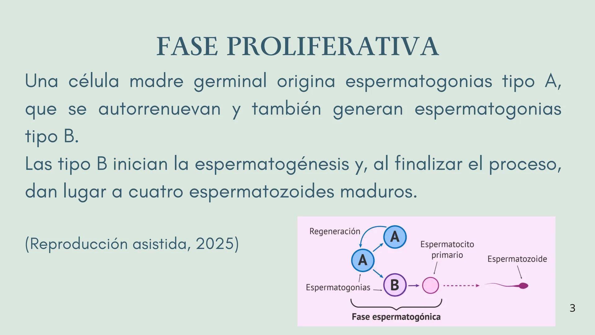 EDUCACIÓN PARA LA
MONTESSOR
ESPERMATOGÉNESIS
BIOLOGÍA
Chavez Sifuerntes Gabriel
Diego Mendoza Rafael Tadeo
Guerrero Piña Camila Lizeth
Jorda