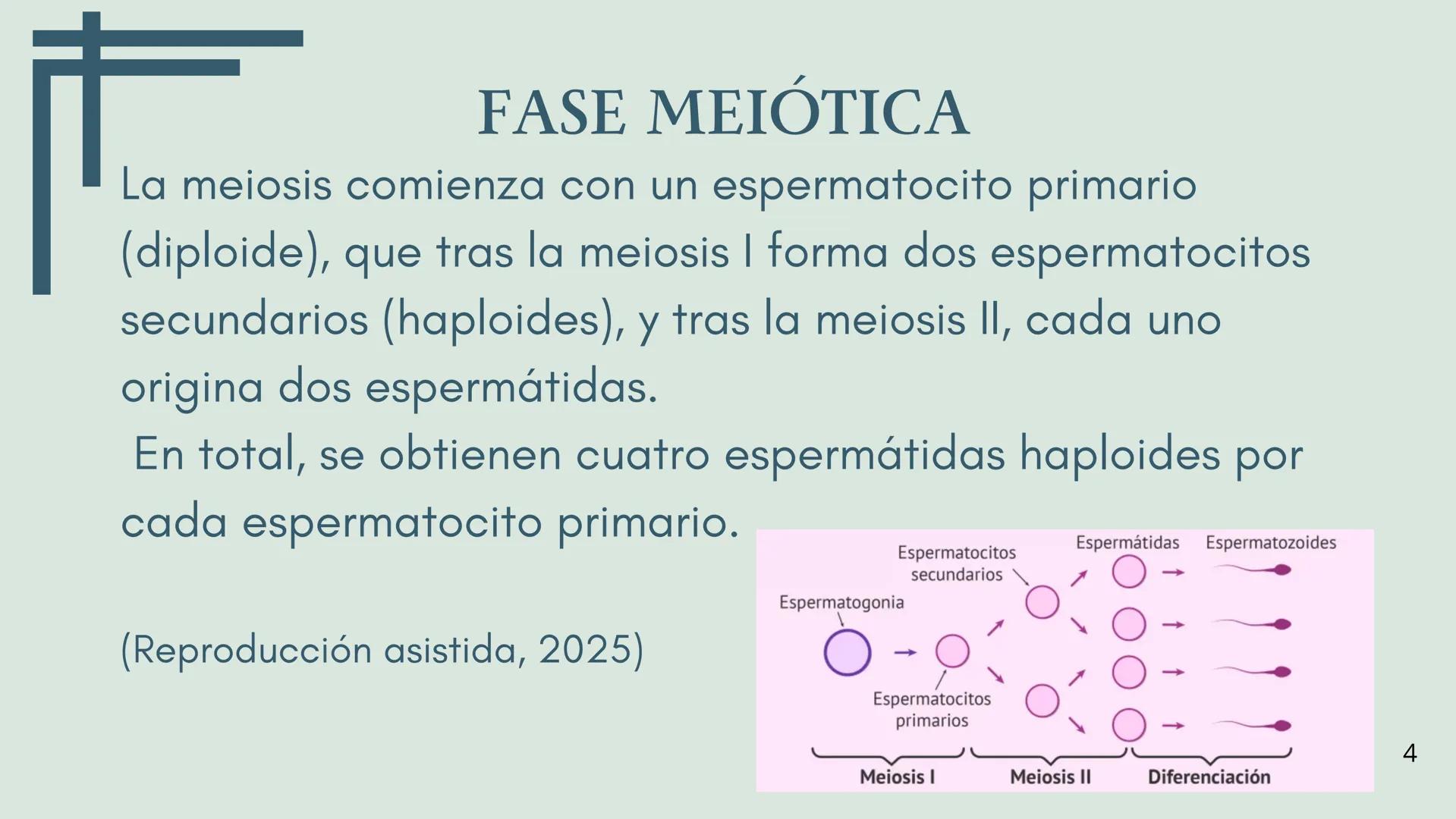 EDUCACIÓN PARA LA
MONTESSOR
ESPERMATOGÉNESIS
BIOLOGÍA
Chavez Sifuerntes Gabriel
Diego Mendoza Rafael Tadeo
Guerrero Piña Camila Lizeth
Jorda