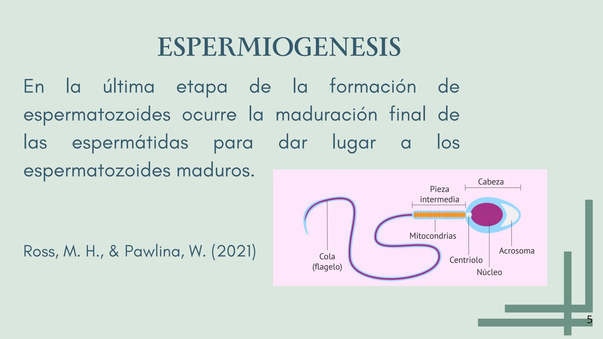 EDUCACIÓN PARA LA
MONTESSOR
ESPERMATOGÉNESIS
BIOLOGÍA
Chavez Sifuerntes Gabriel
Diego Mendoza Rafael Tadeo
Guerrero Piña Camila Lizeth
Jorda