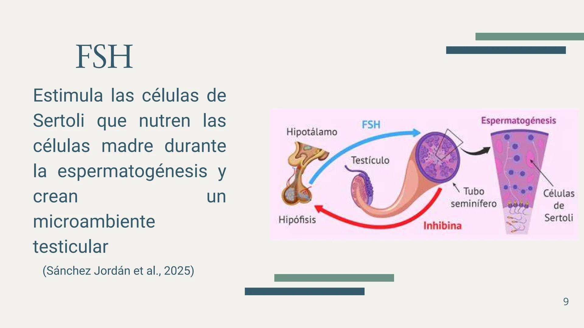 EDUCACIÓN PARA LA
MONTESSOR
ESPERMATOGÉNESIS
BIOLOGÍA
Chavez Sifuerntes Gabriel
Diego Mendoza Rafael Tadeo
Guerrero Piña Camila Lizeth
Jorda