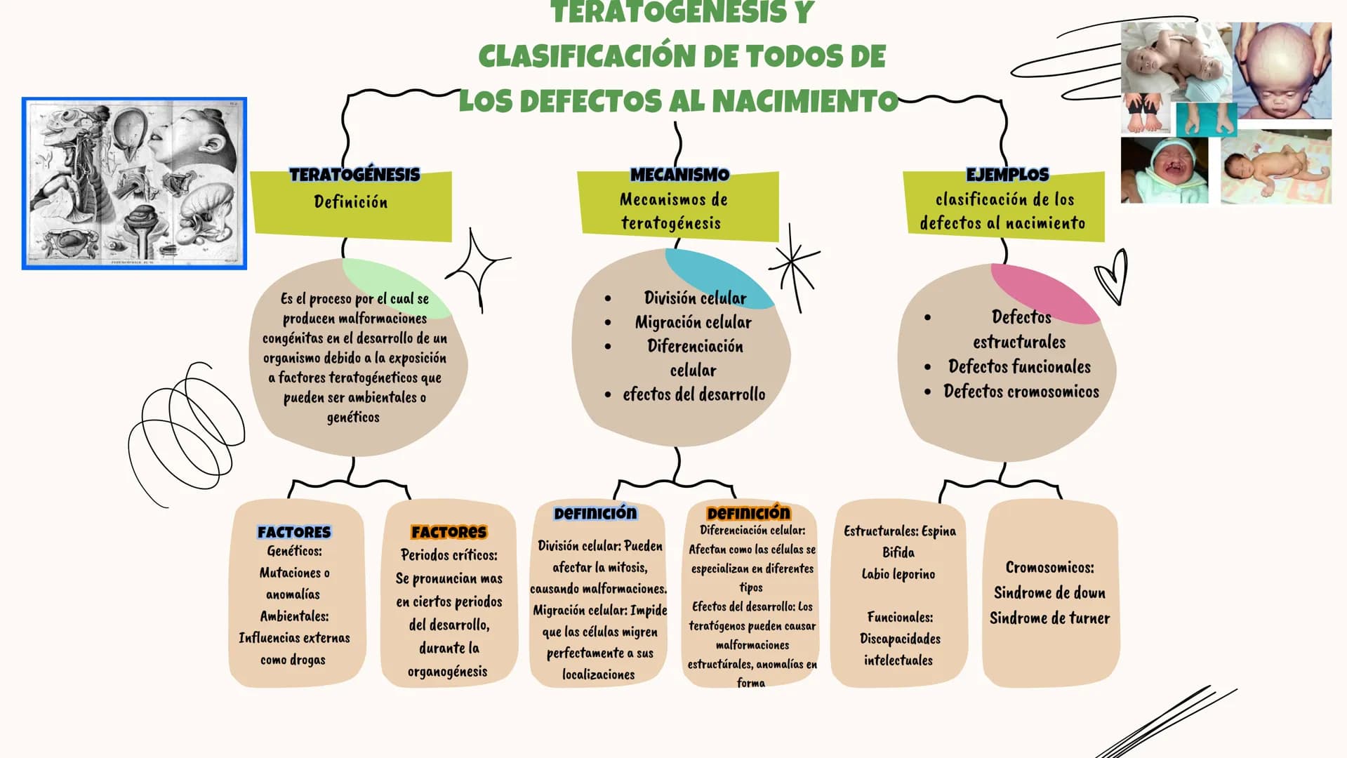 ## Universidad Olmeca
# FICHAS DE
# EMBRIOLOGIA
Alumna: Jaidy Michel Baeza Correa
Doctora: Yuli Bayona
XX
XX
←
X
X
←
< Gastrulación y neu